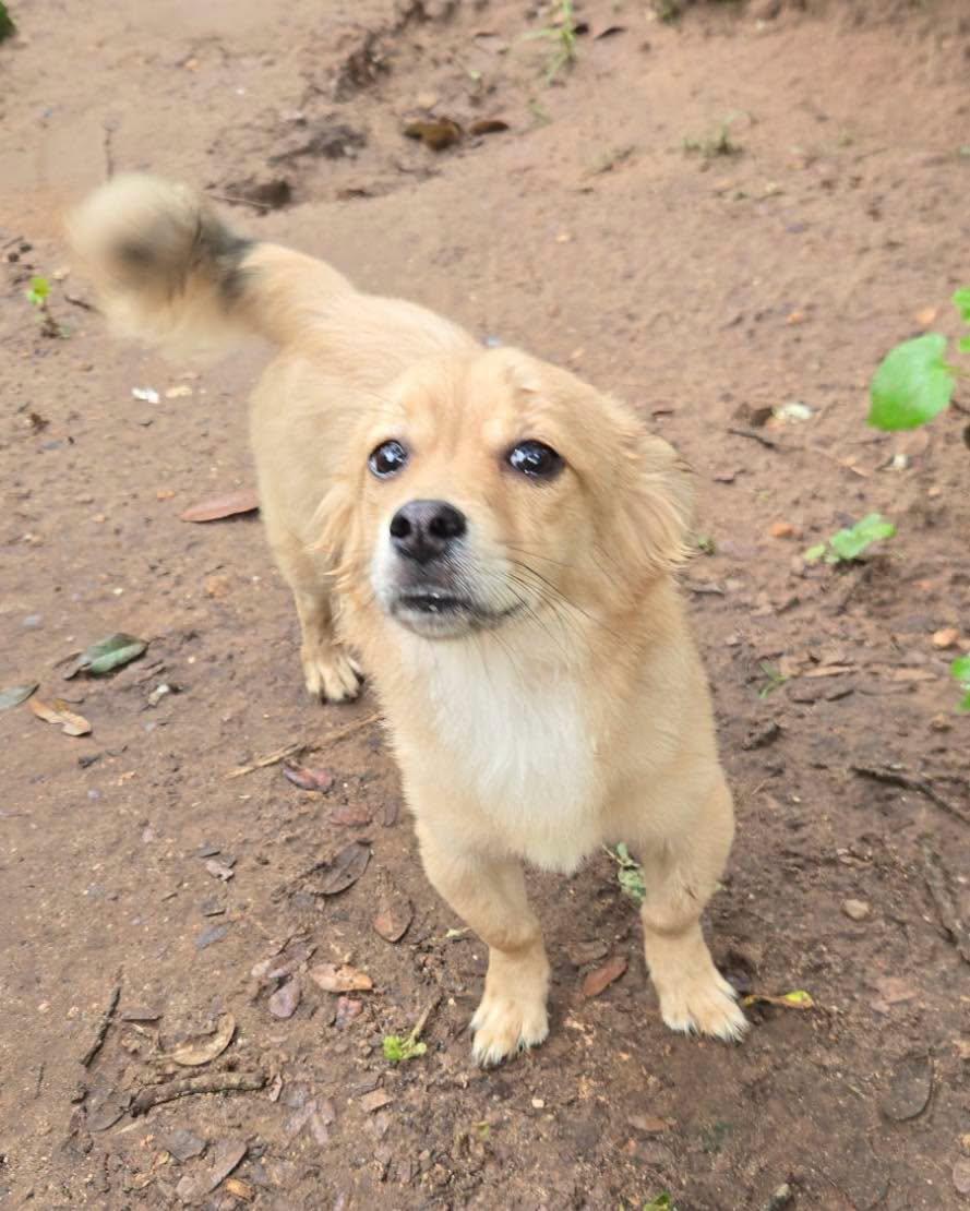 Miss B, an adopted mixed breed in Winsted, CT image 5/5