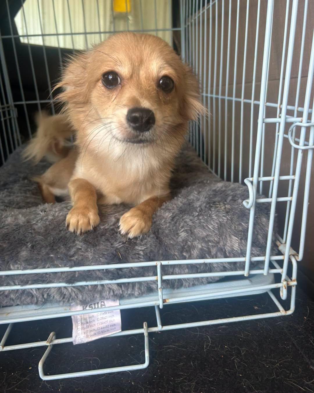 Miss B, an adopted mixed breed in Winsted, CT image 1/5