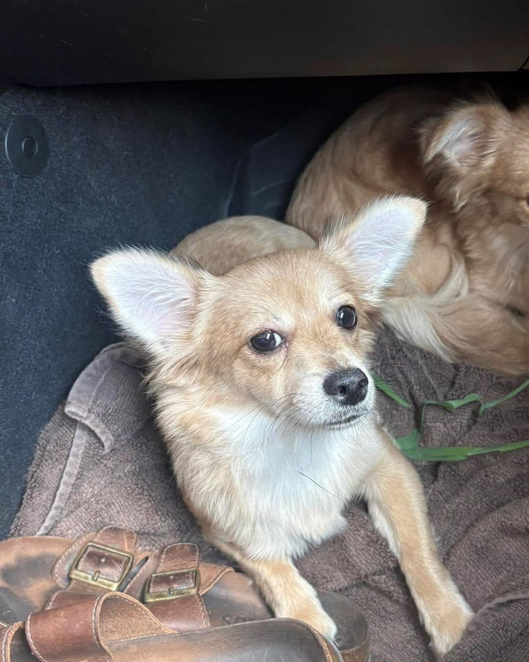 Miss B, an adopted mixed breed in Winsted, CT image 2/5