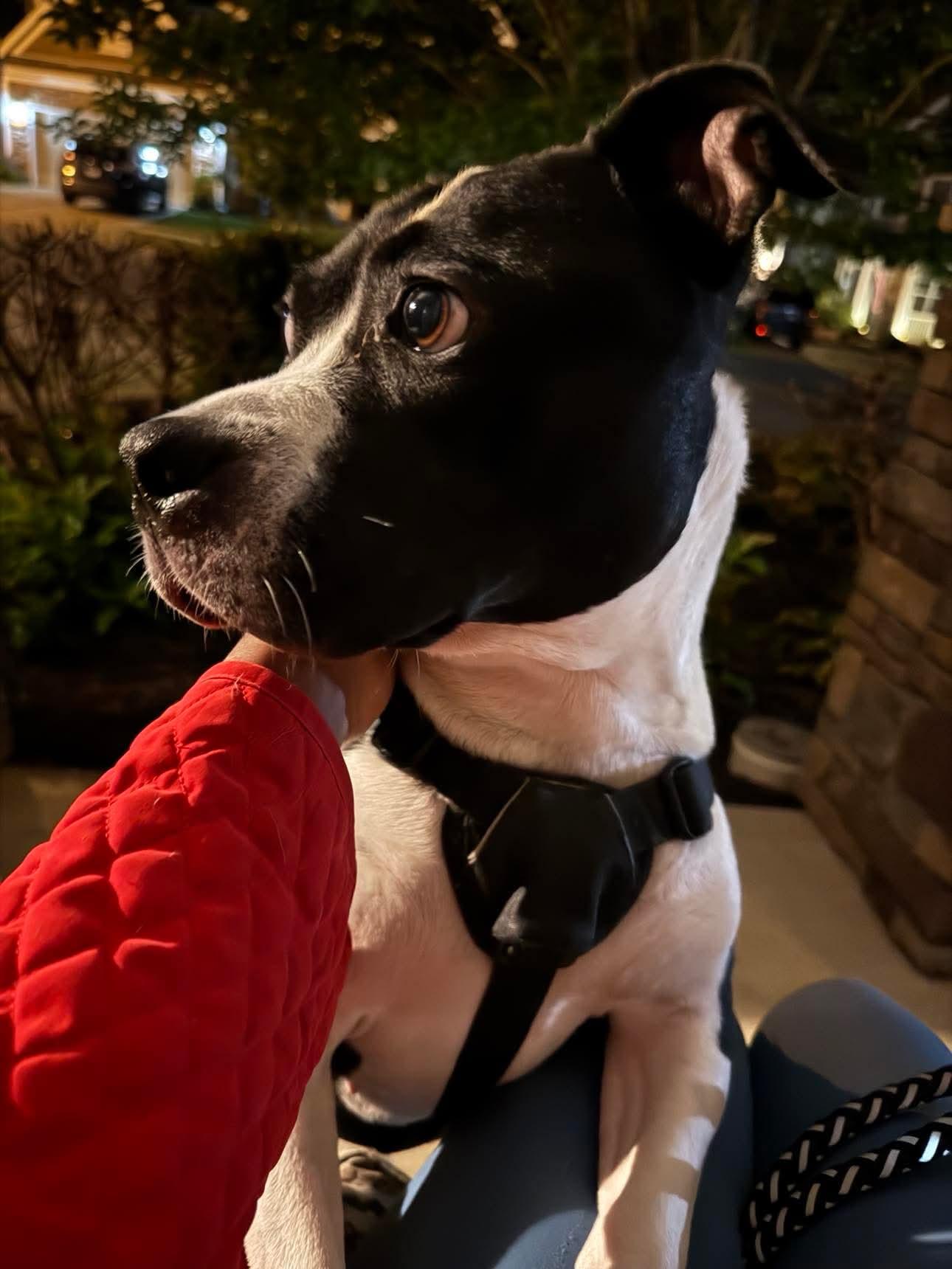 Enlarge Echo, a Adoptable Terrier in Mint Hill, NC image 1/3