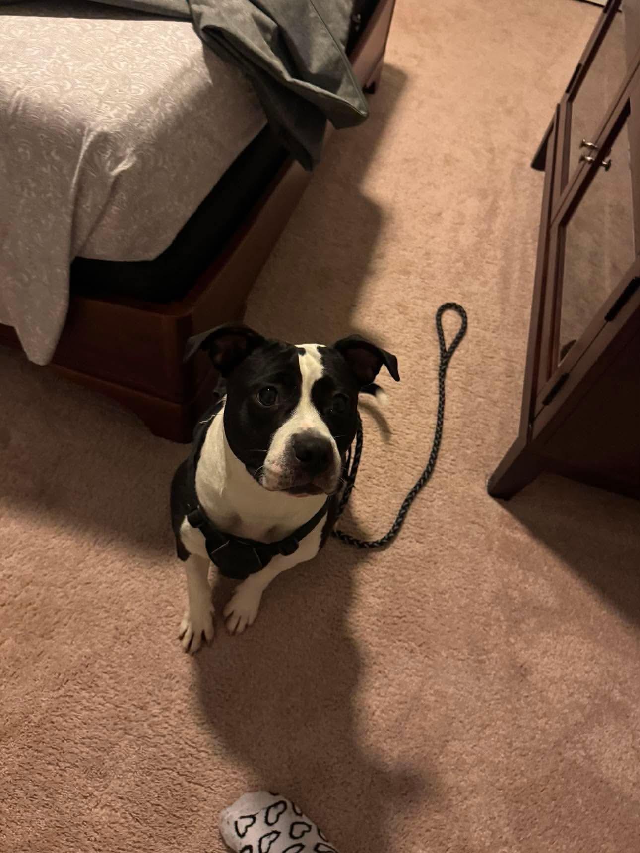 Enlarge Echo, a Adoptable Terrier in Mint Hill, NC image 2/3