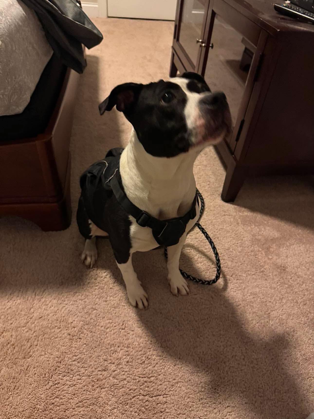 Enlarge Echo, a Adoptable Terrier in Mint Hill, NC image 3/3