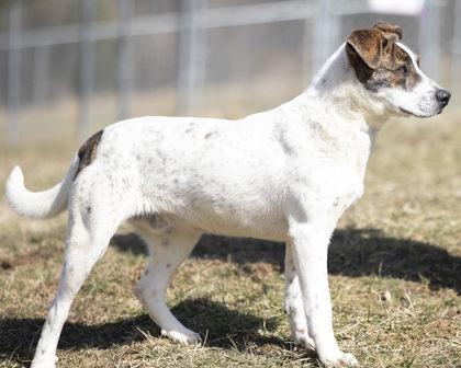 Kirby, a Adoptable mixed breed in Bedford, IN image 2/4