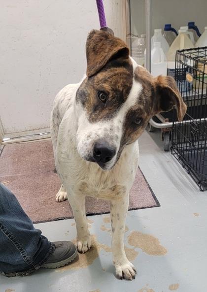 Kirby, a Adoptable mixed breed in Bedford, IN image 4/4