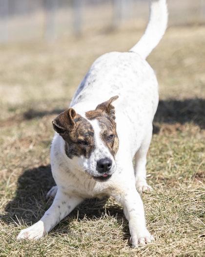 Kirby, a Adoptable mixed breed in Bedford, IN image 3/4