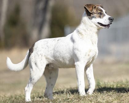 Kirby, Adoptable, Adult Male Mountain Cur & Mixed Breed.