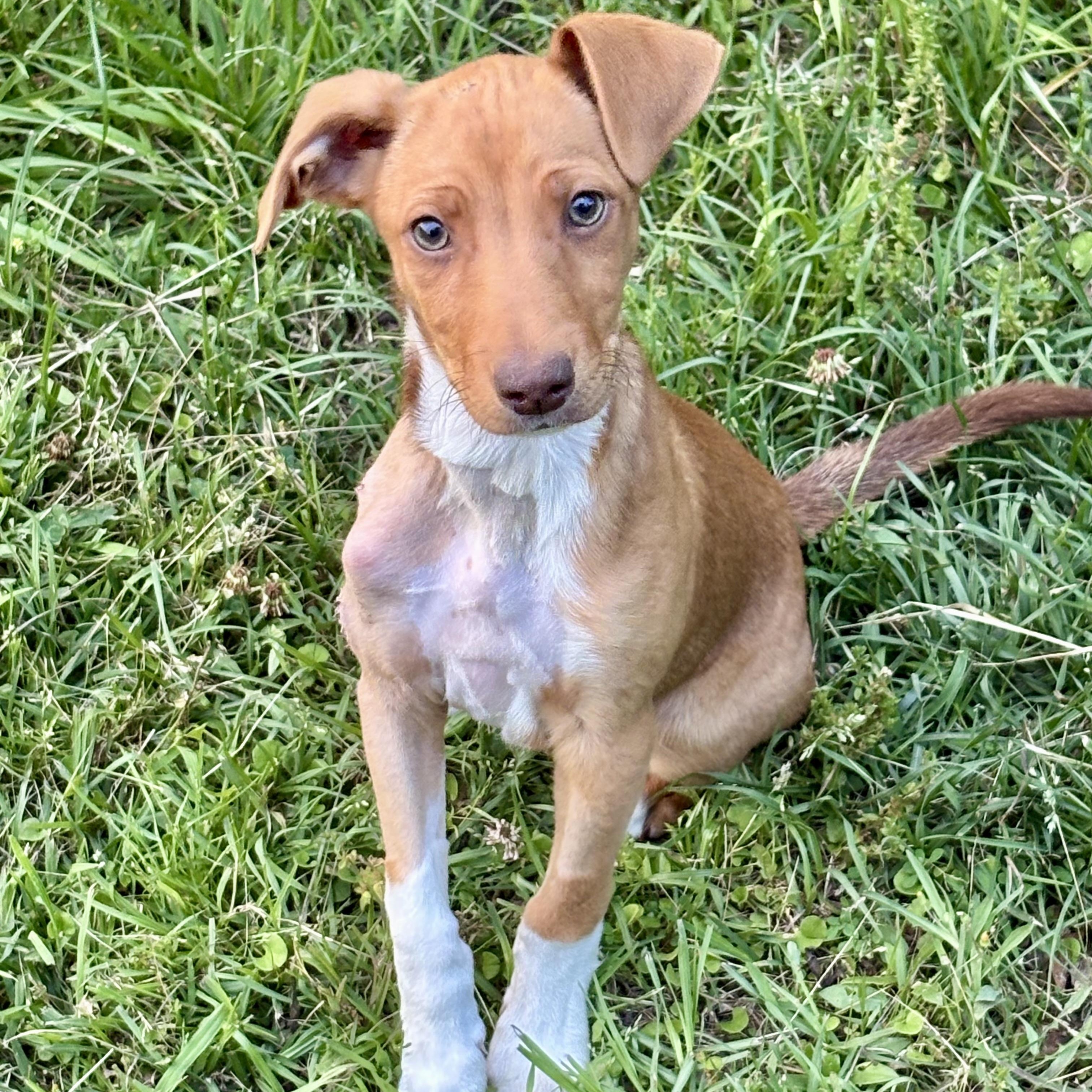 Enlarge Muffin (NCCR), an adopted mixed breed in Brewton, AL image 1/1