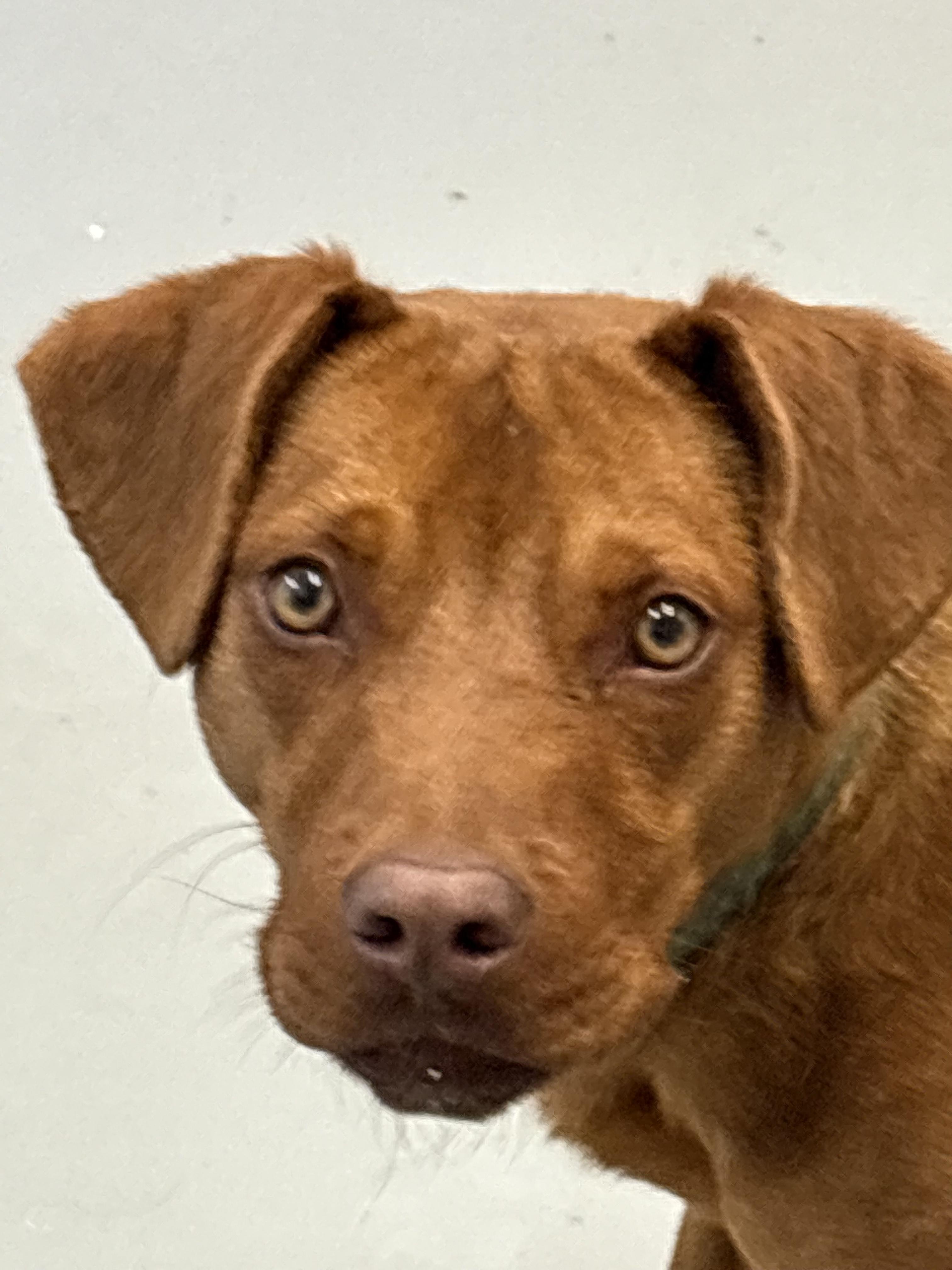 Duke, ADOPTABLE, Puppy Male Labrador Retriever.