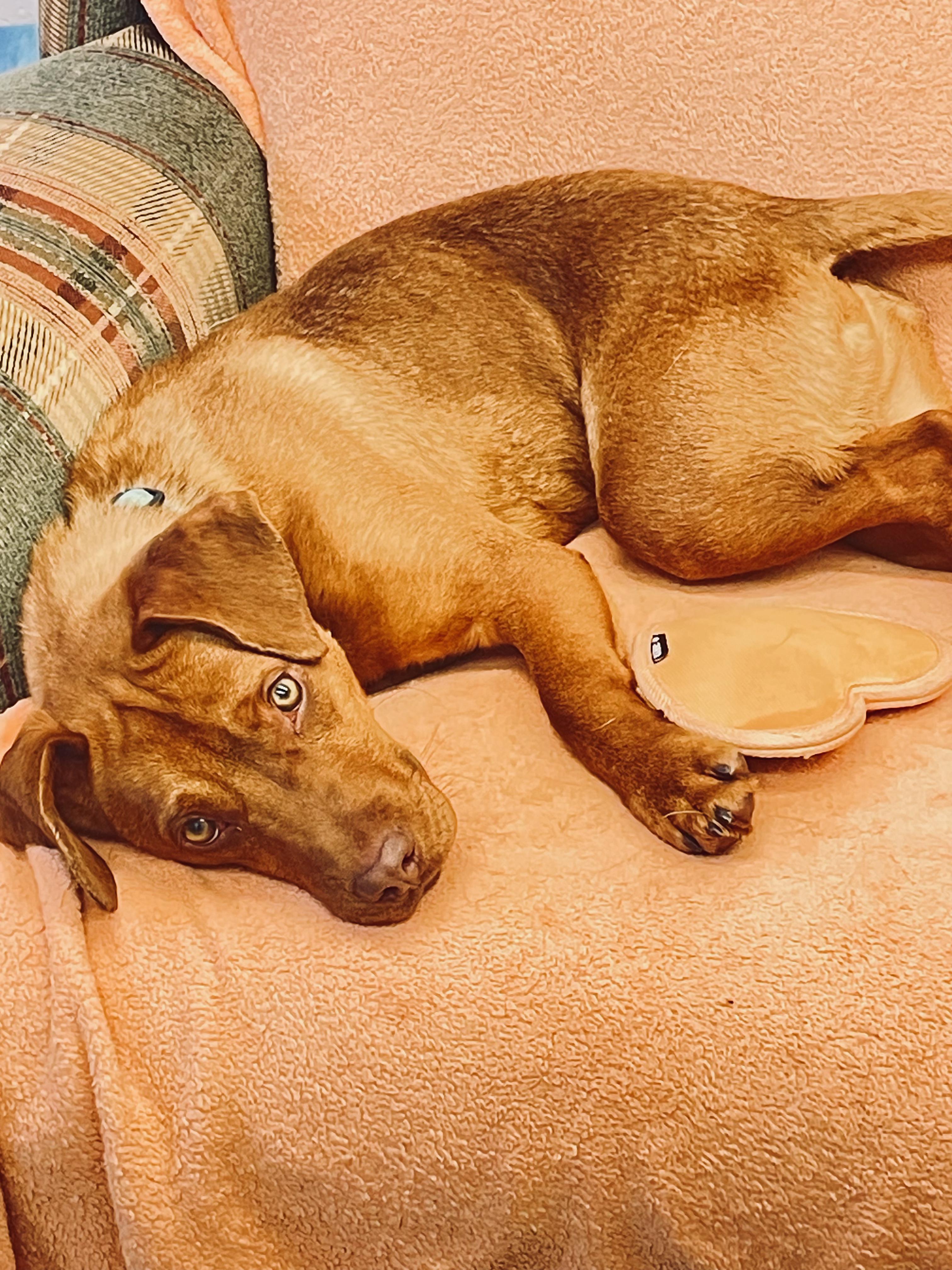 Enlarge Duke, a ADOPTABLE mixed breed in Fincastle, VA image 2/4