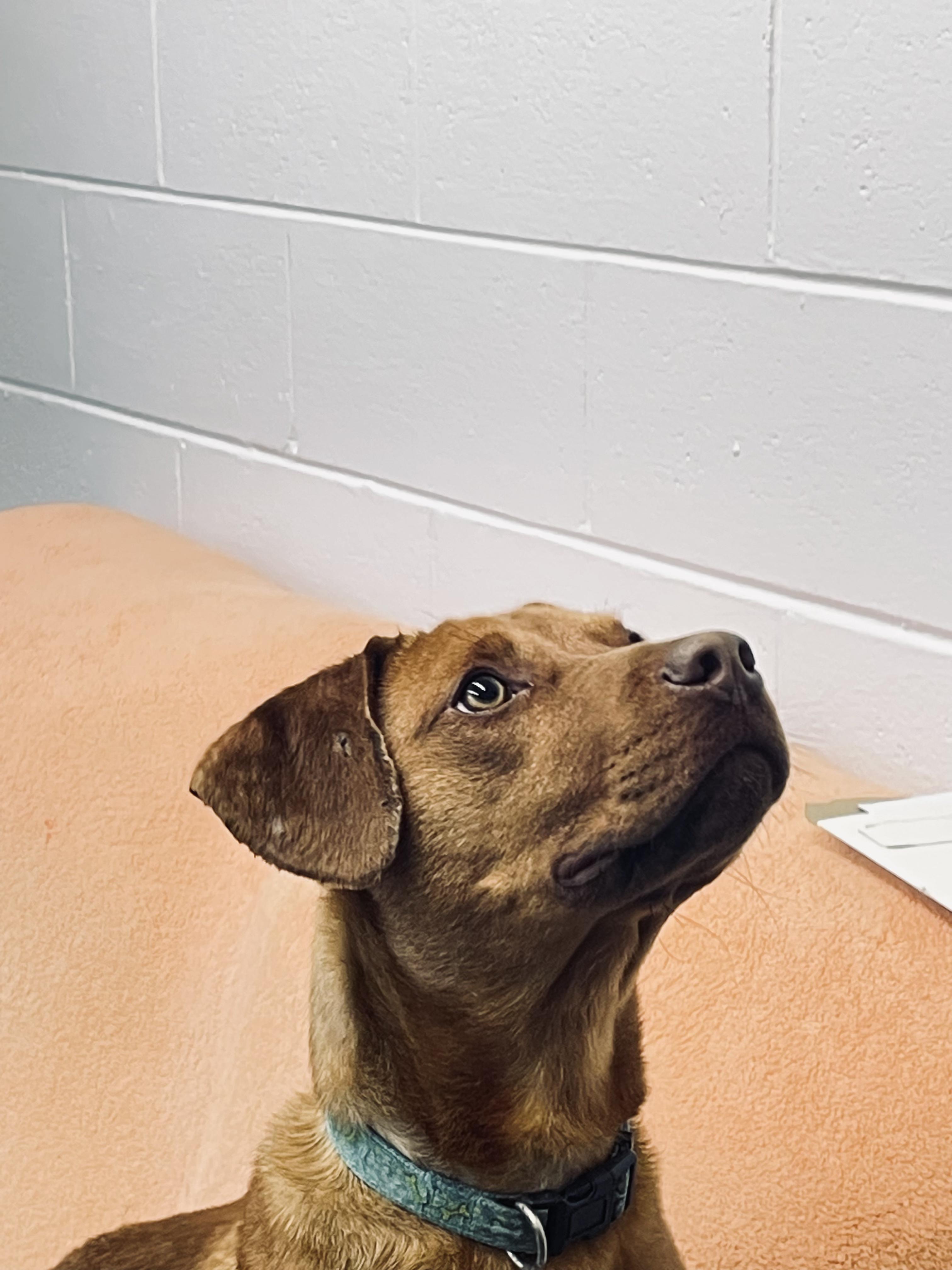 Enlarge Duke, a ADOPTABLE mixed breed in Fincastle, VA image 3/4