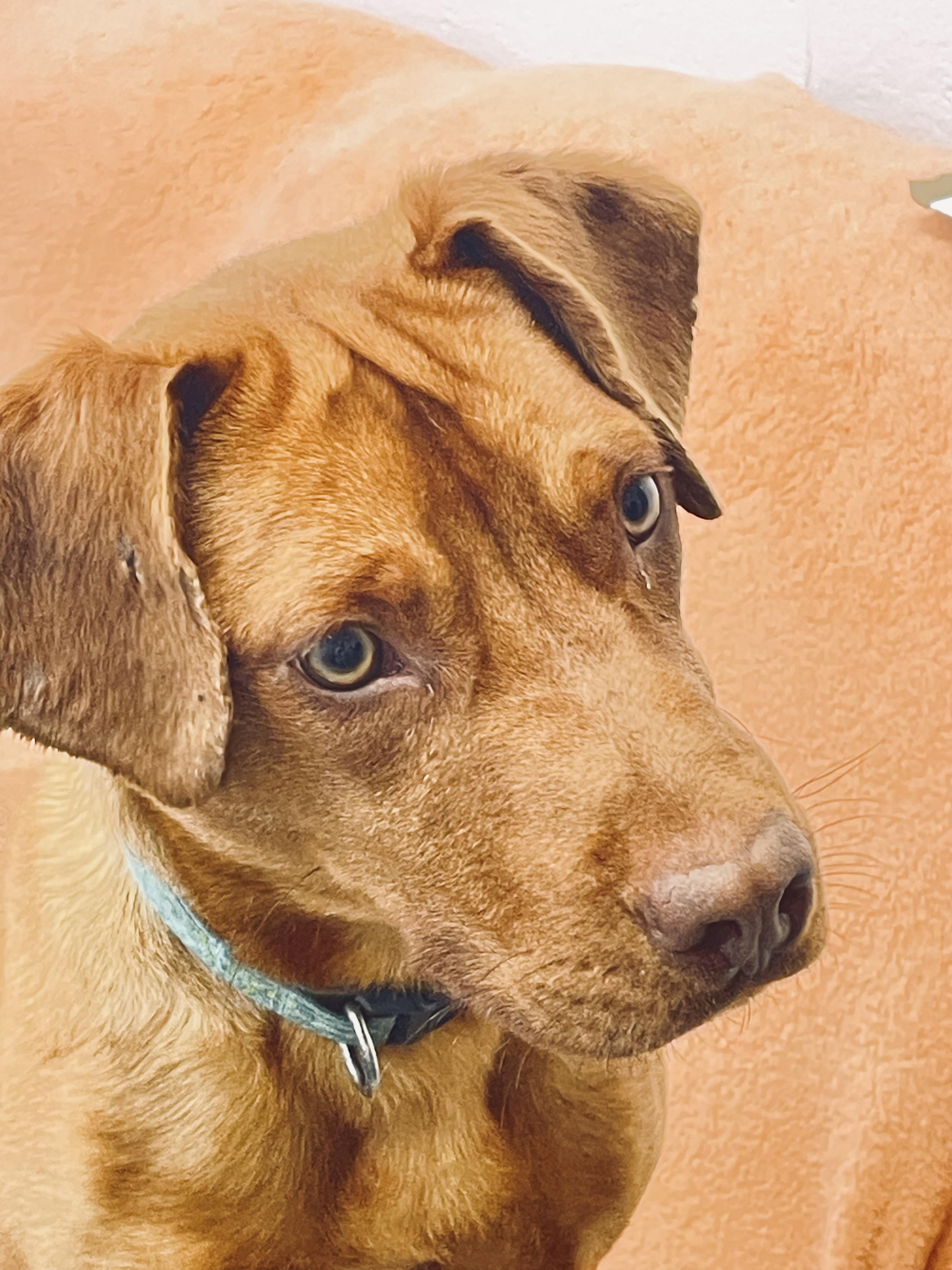 Duke, ADOPTABLE, Puppy Male Labrador Retriever.