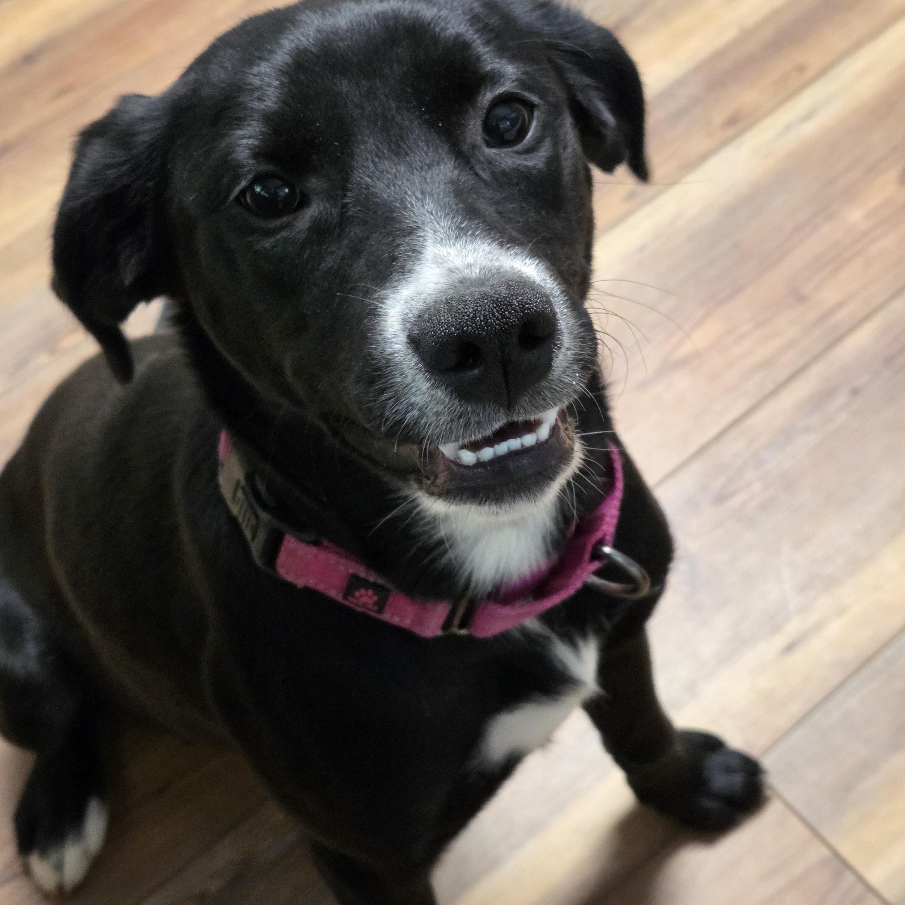 Ebbie, adopted, Young Female Labrador Retriever.