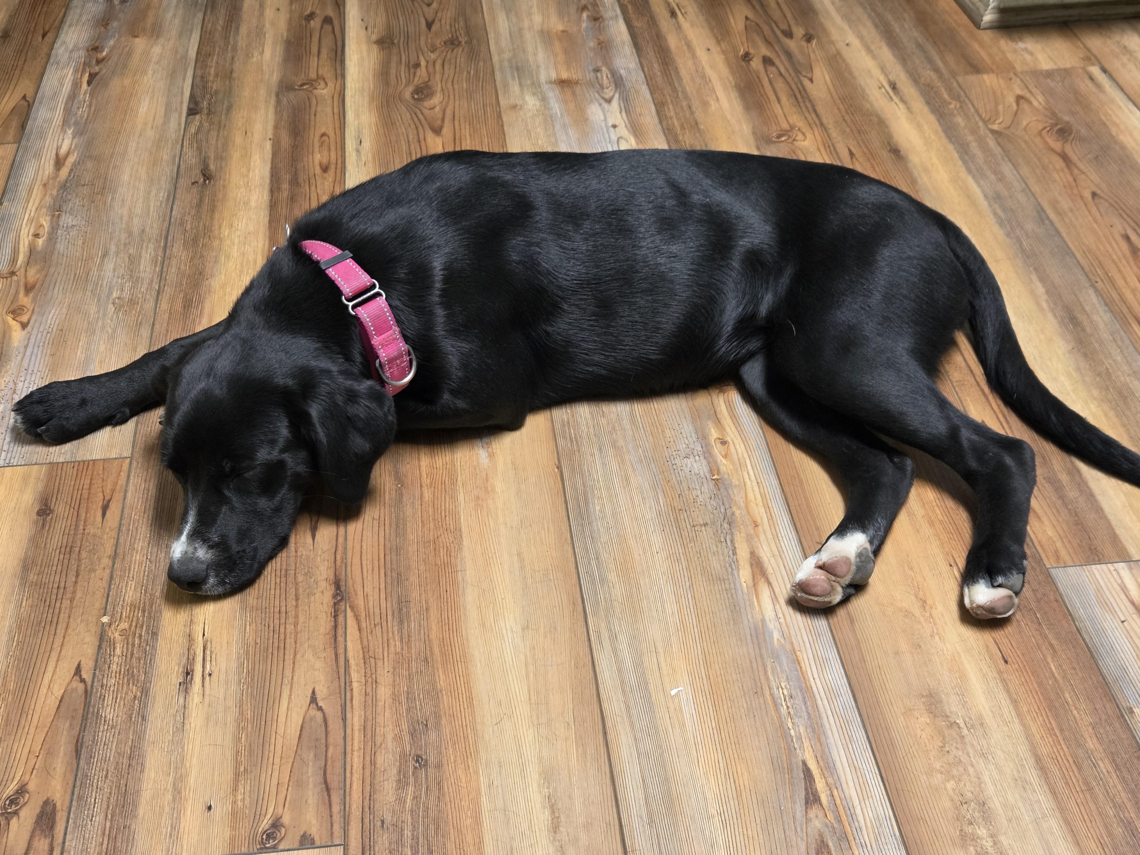 Enlarge Ebbie, an adopted mixed breed in Jasper, GA image 4/4