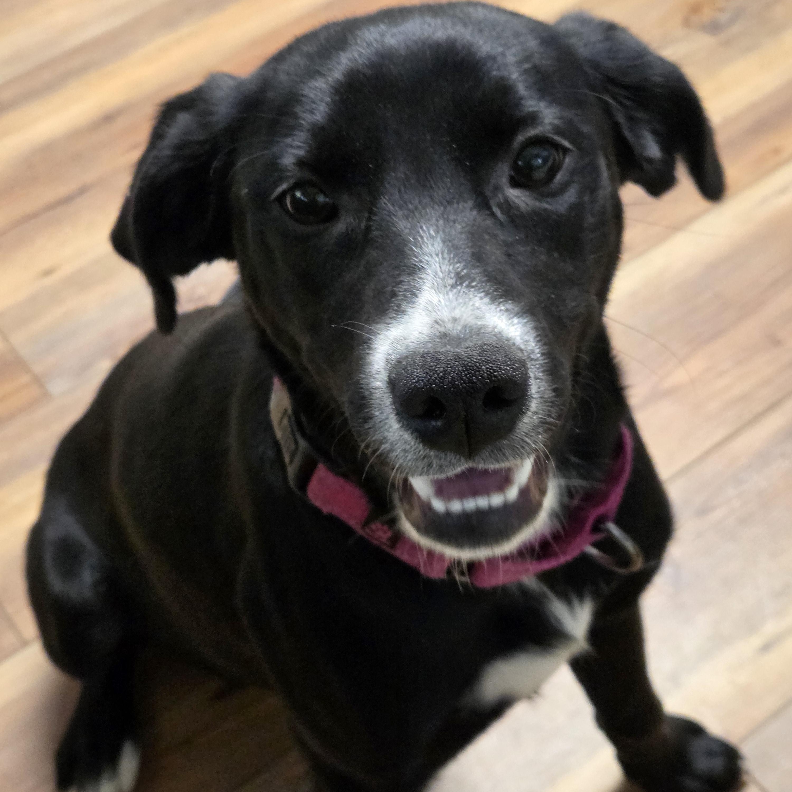 Enlarge Ebbie, an adopted mixed breed in Jasper, GA image 2/4