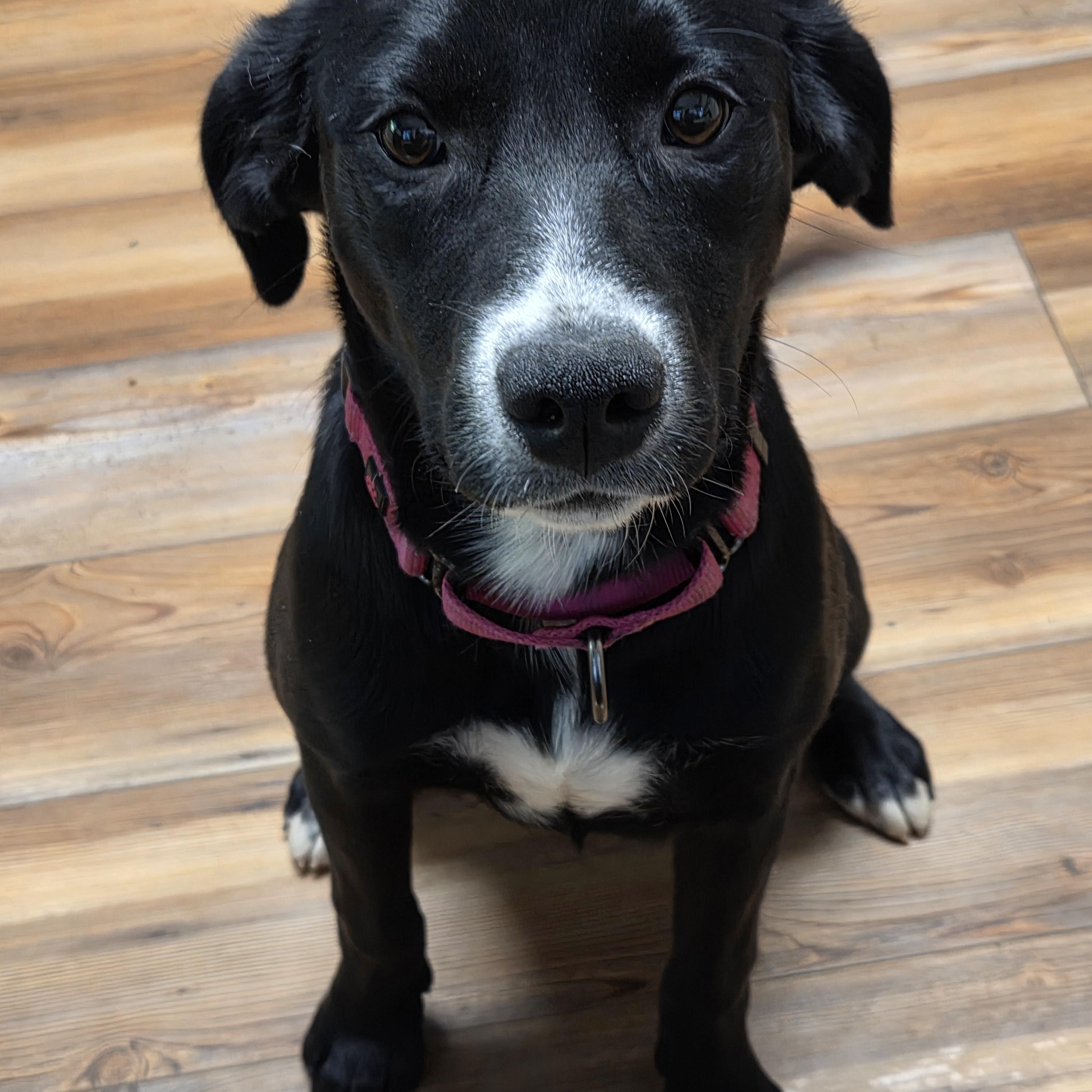 Enlarge Ebbie, an adopted mixed breed in Jasper, GA image 3/4