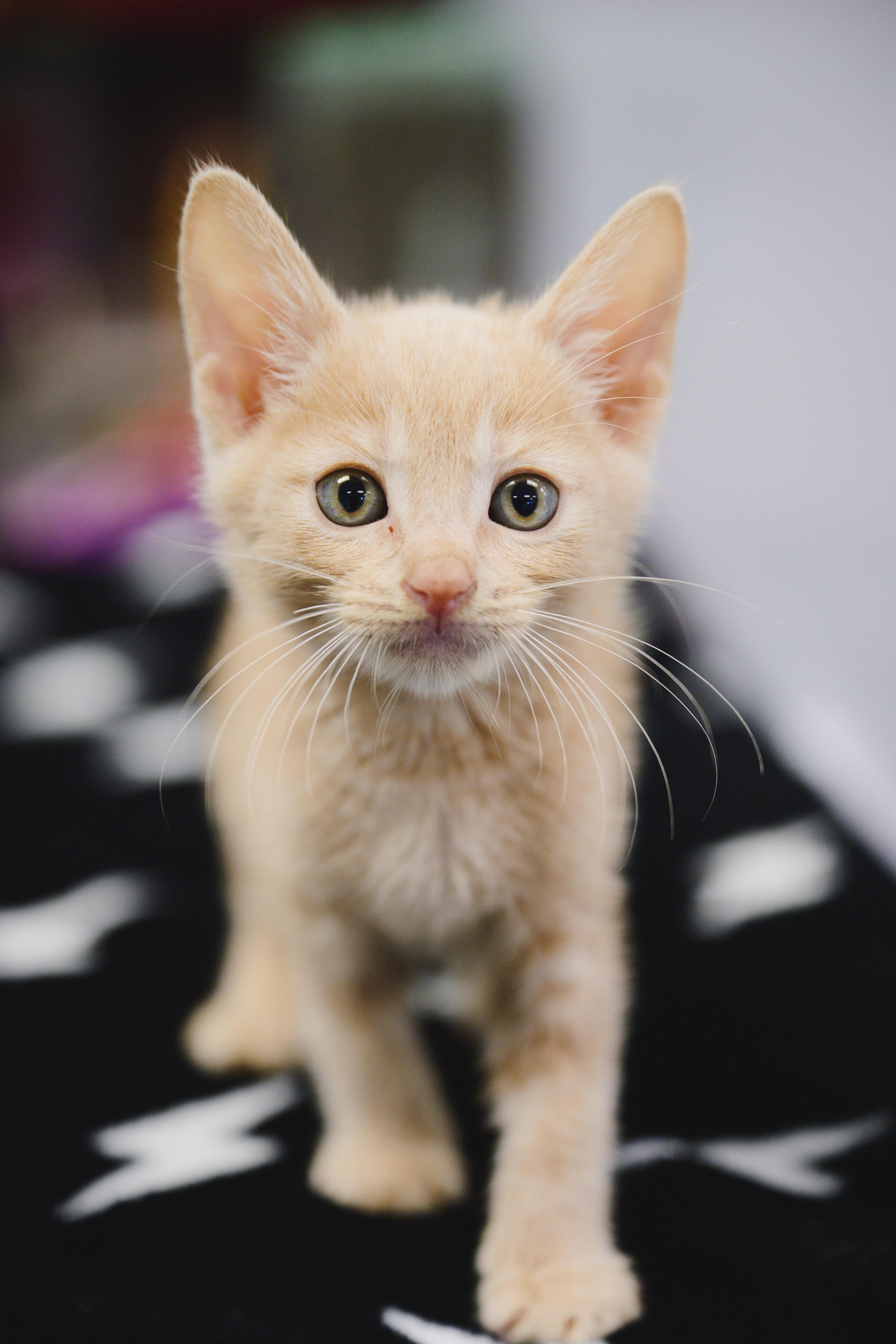 Enlarge INDY Lau, a Adopted Domestic Short Hair in Honolulu, HI image 1/6