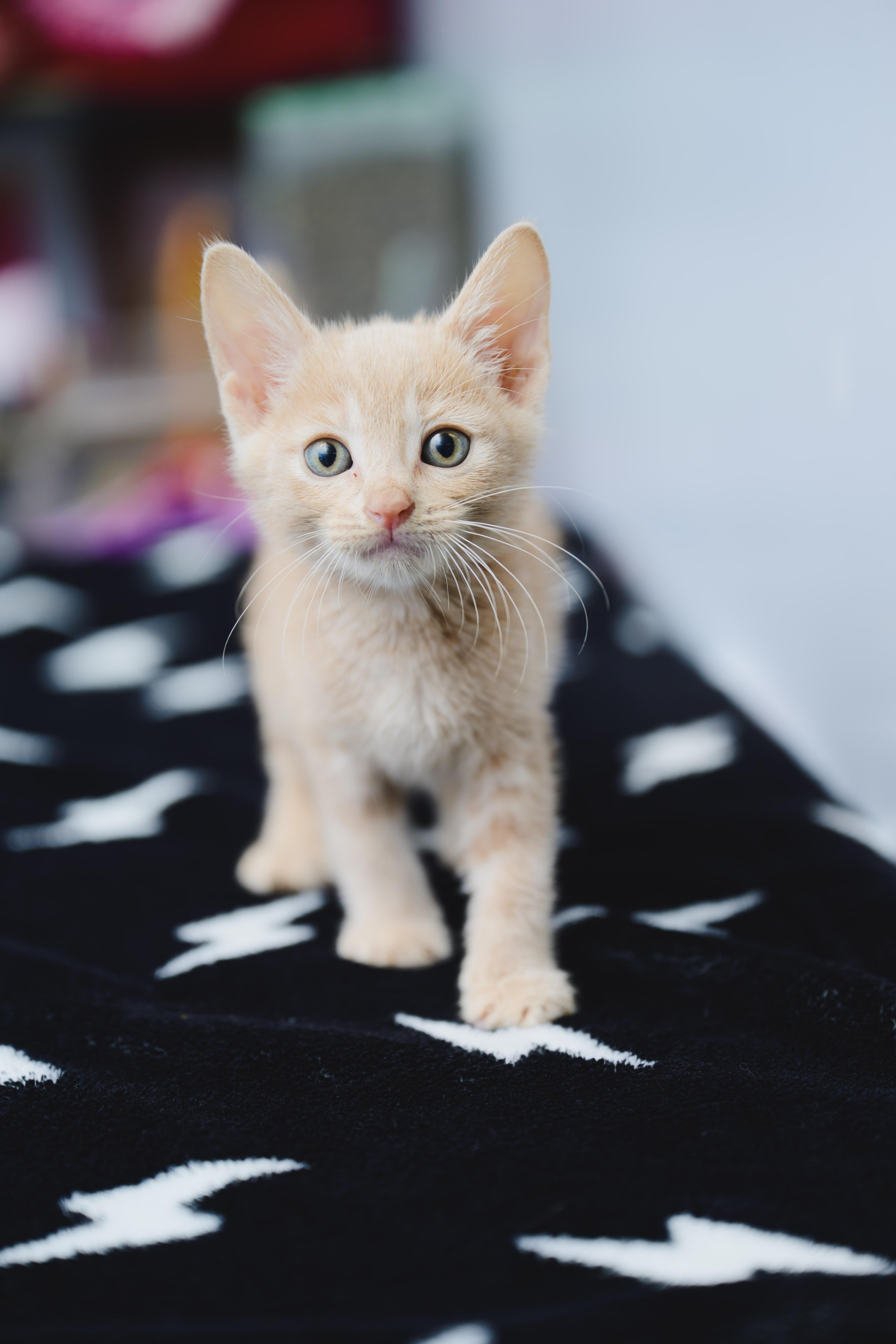 Enlarge INDY Lau, a Adopted Domestic Short Hair in Honolulu, HI image 2/6