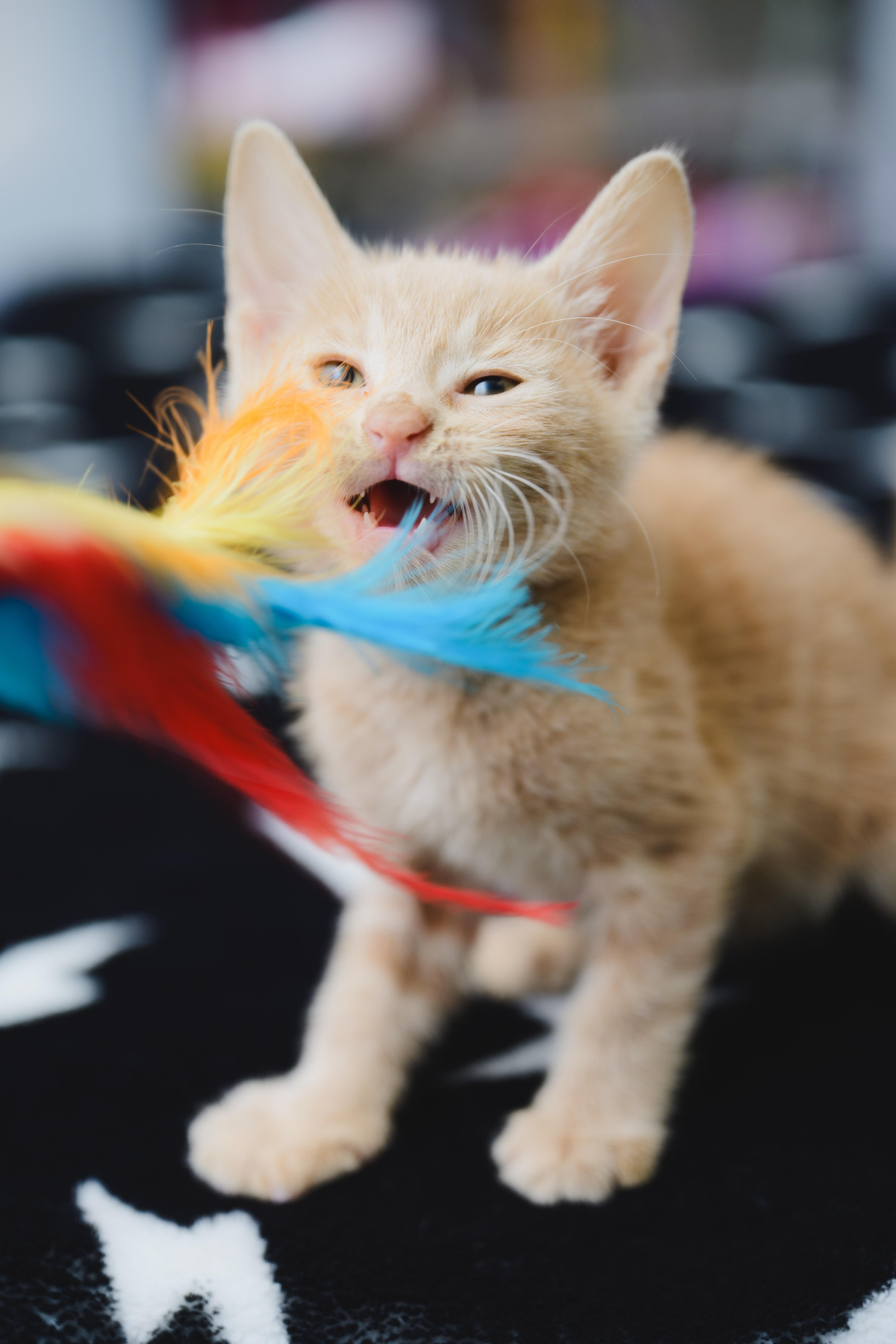 Enlarge INDY Lau, a Adopted Domestic Short Hair in Honolulu, HI image 3/6