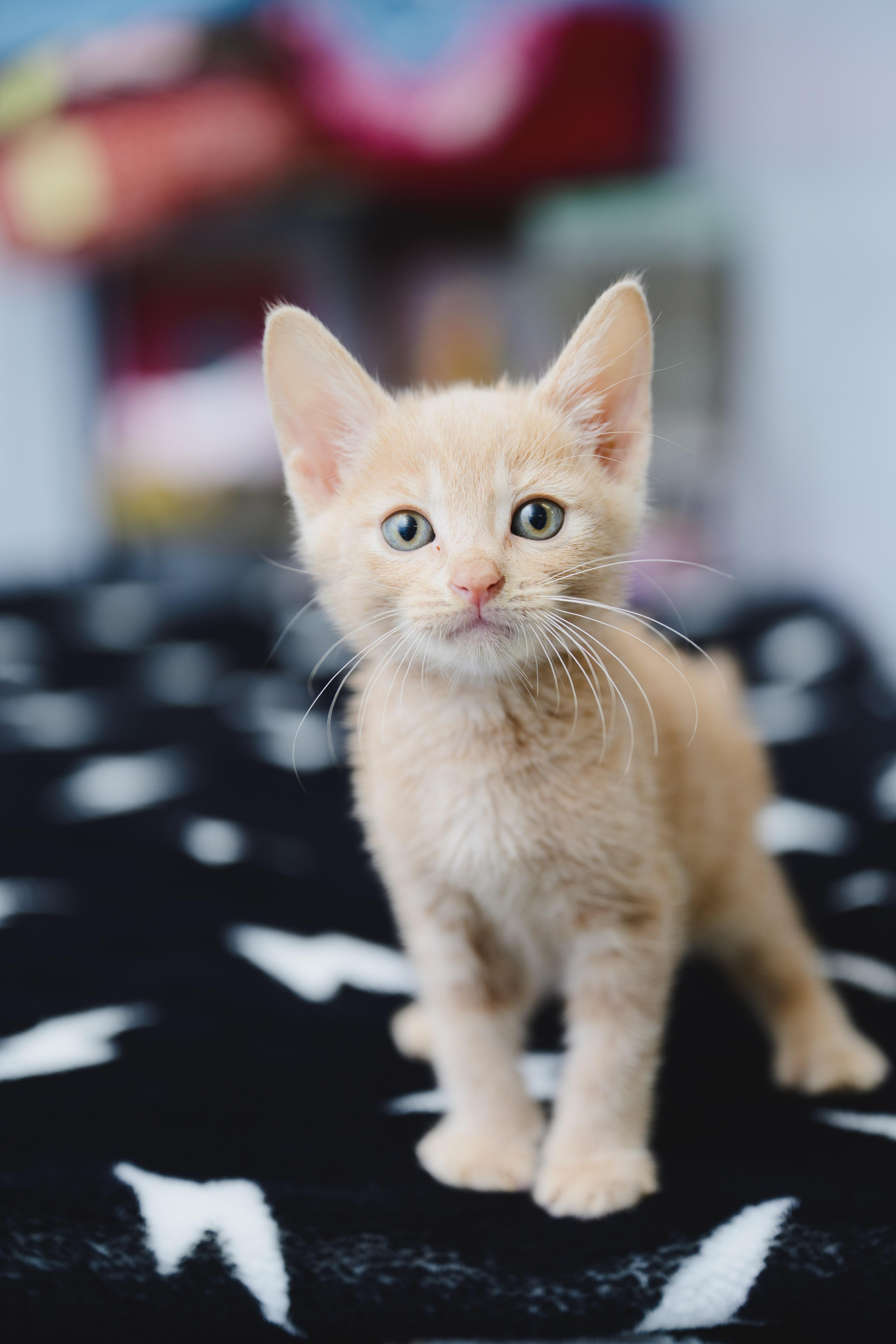 Enlarge INDY Lau, a Adopted Domestic Short Hair in Honolulu, HI image 4/6