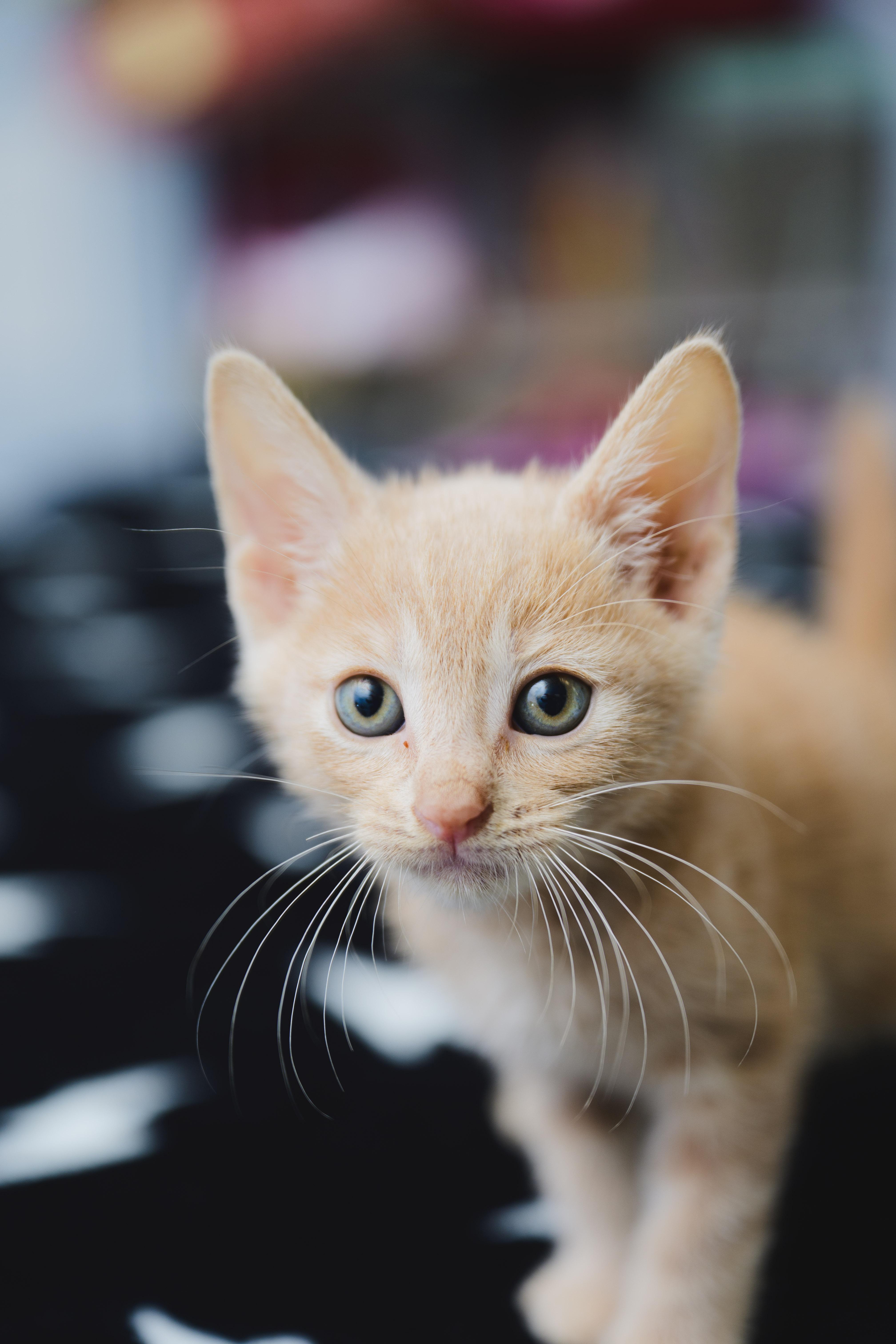 Enlarge INDY Lau, a Adopted Domestic Short Hair in Honolulu, HI image 5/6