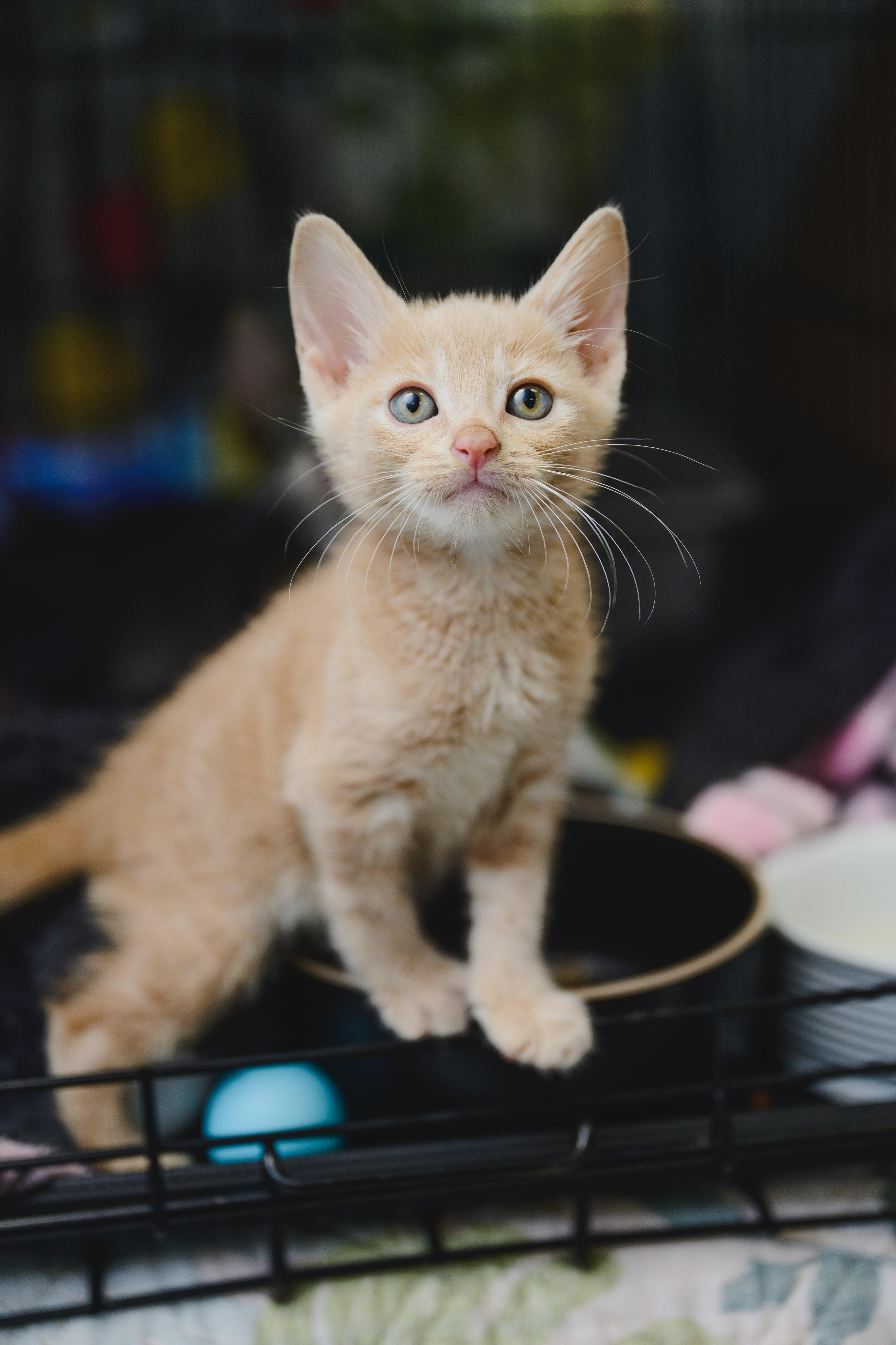 Enlarge INDY Lau, a Adopted Domestic Short Hair in Honolulu, HI image 6/6