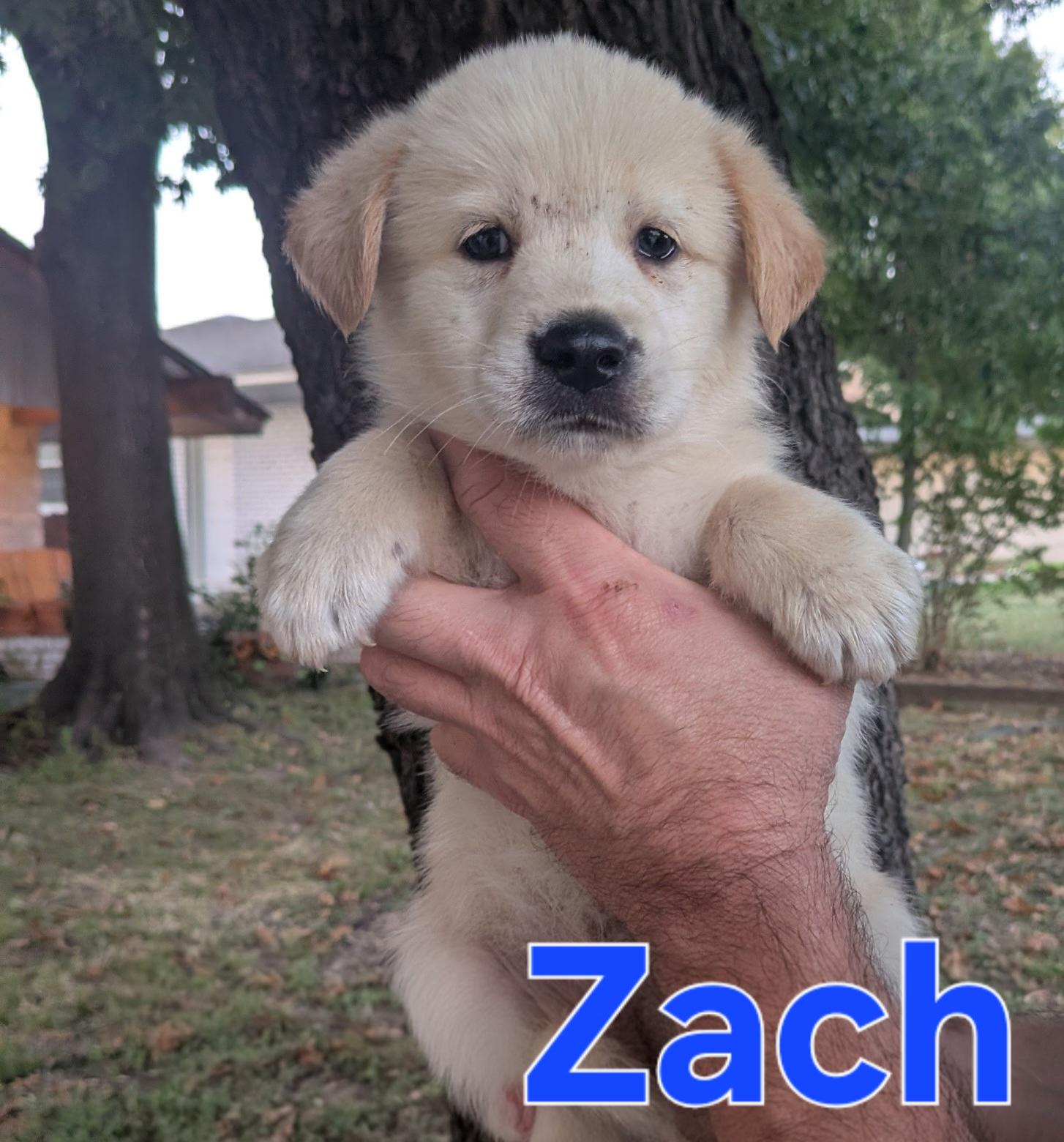 Zach
