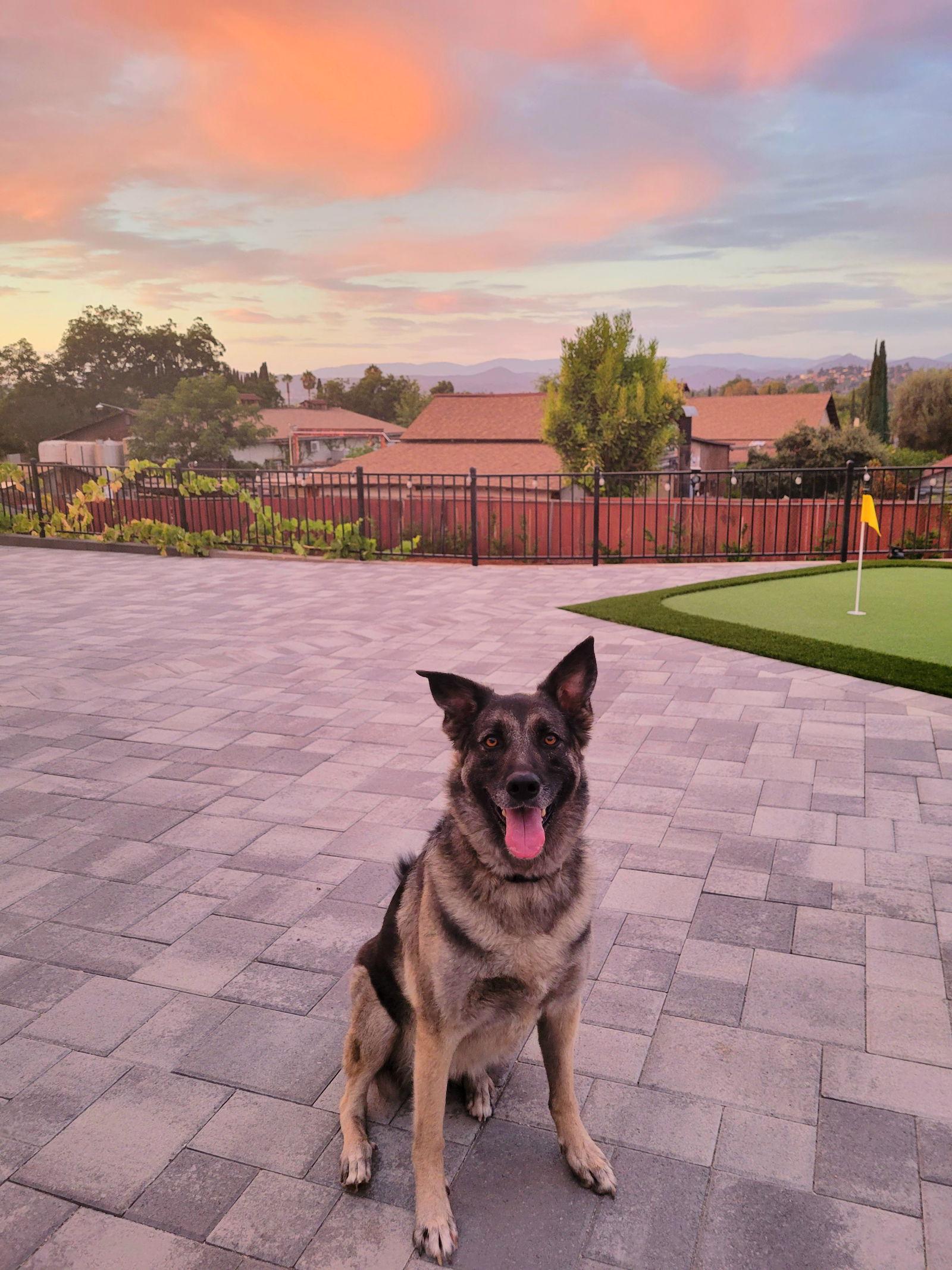 Enlarge Helga, a Adoptable mixed breed in San Diego, CA image 1/3