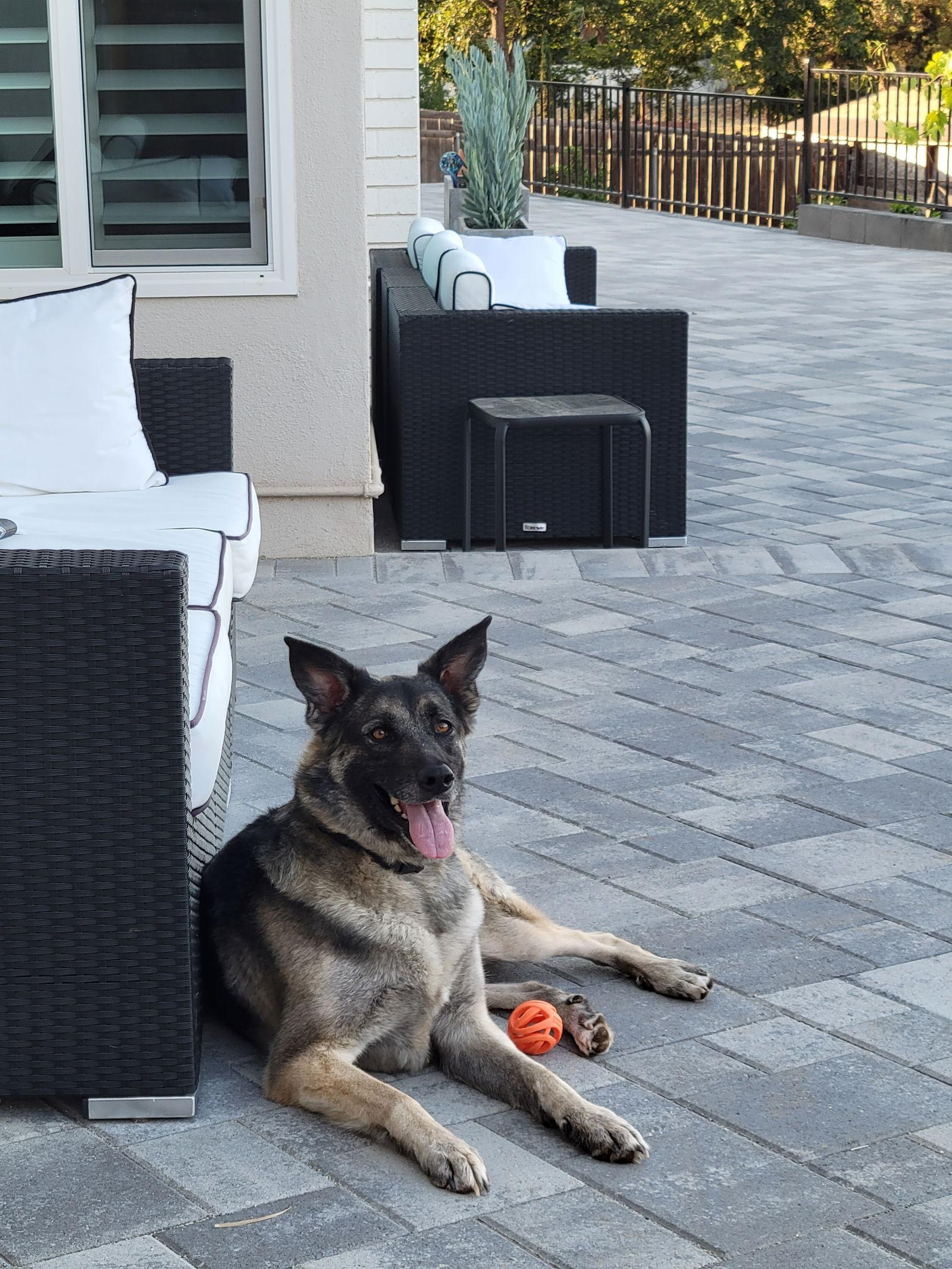 Enlarge Helga, a Adoptable mixed breed in San Diego, CA image 3/3