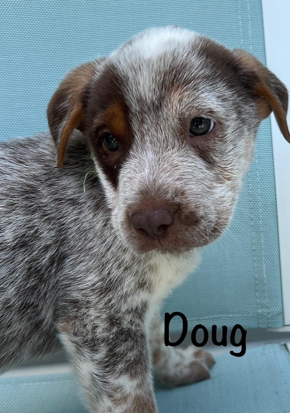 Doug, Baby Male unknown