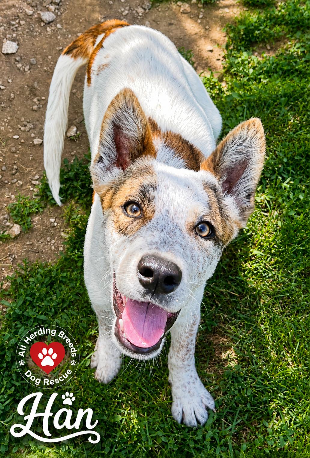 Enlarge Han, an adopted mixed breed in Joliet, IL image 2/2
