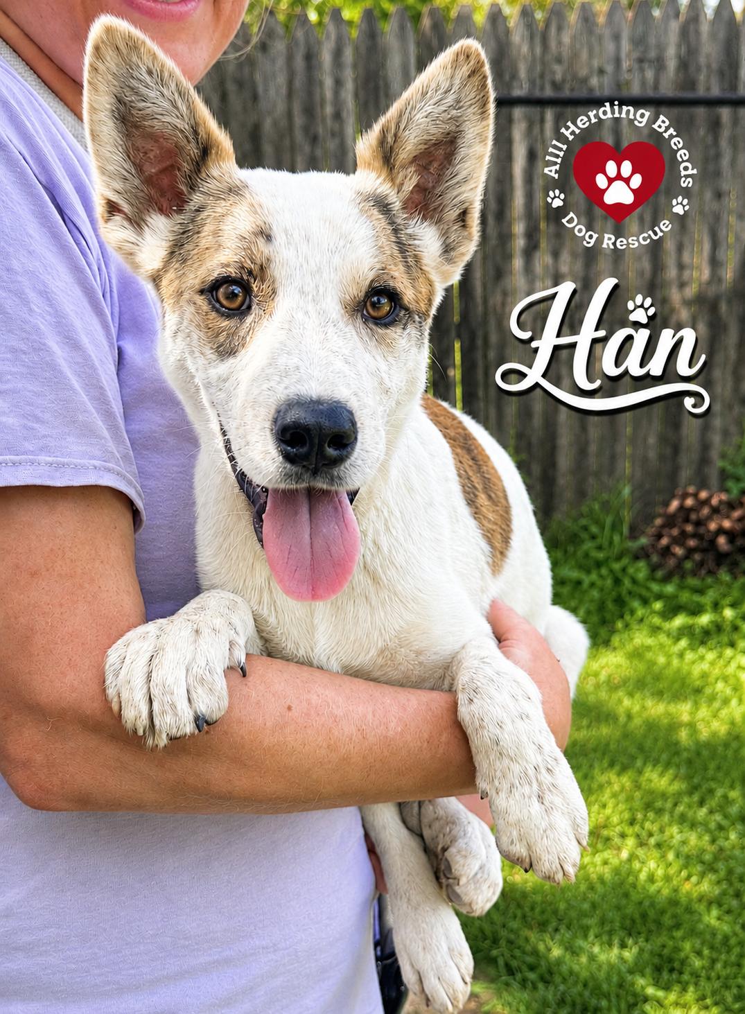 Enlarge Han, an adopted mixed breed in Joliet, IL image 1/2