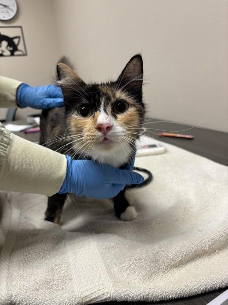 Lakshya, Adoptable, Adult Female Domestic Short Hair.