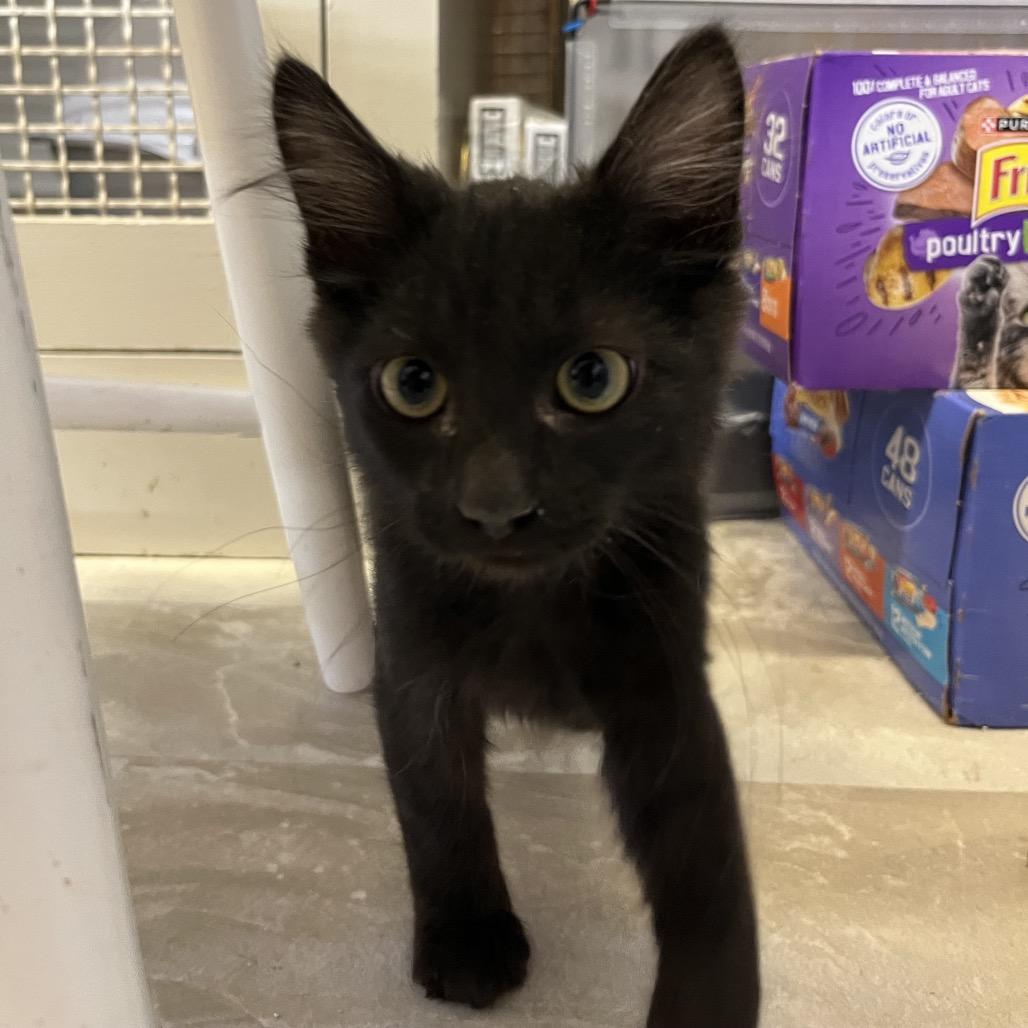 Percy, Adoptable, Kitten Male Domestic Medium Hair.