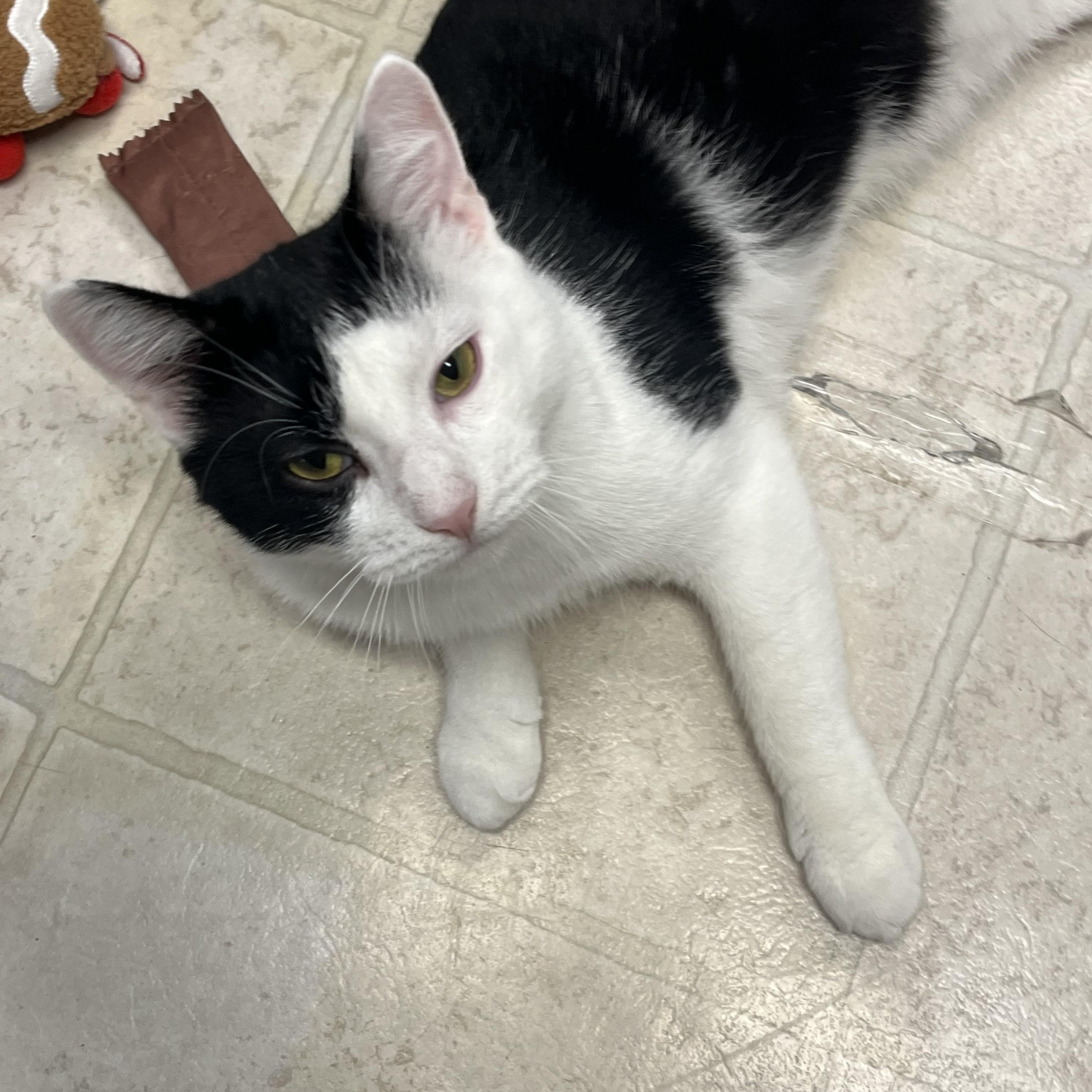 Ace, ADOPTABLE, Adult Male Domestic Short Hair.