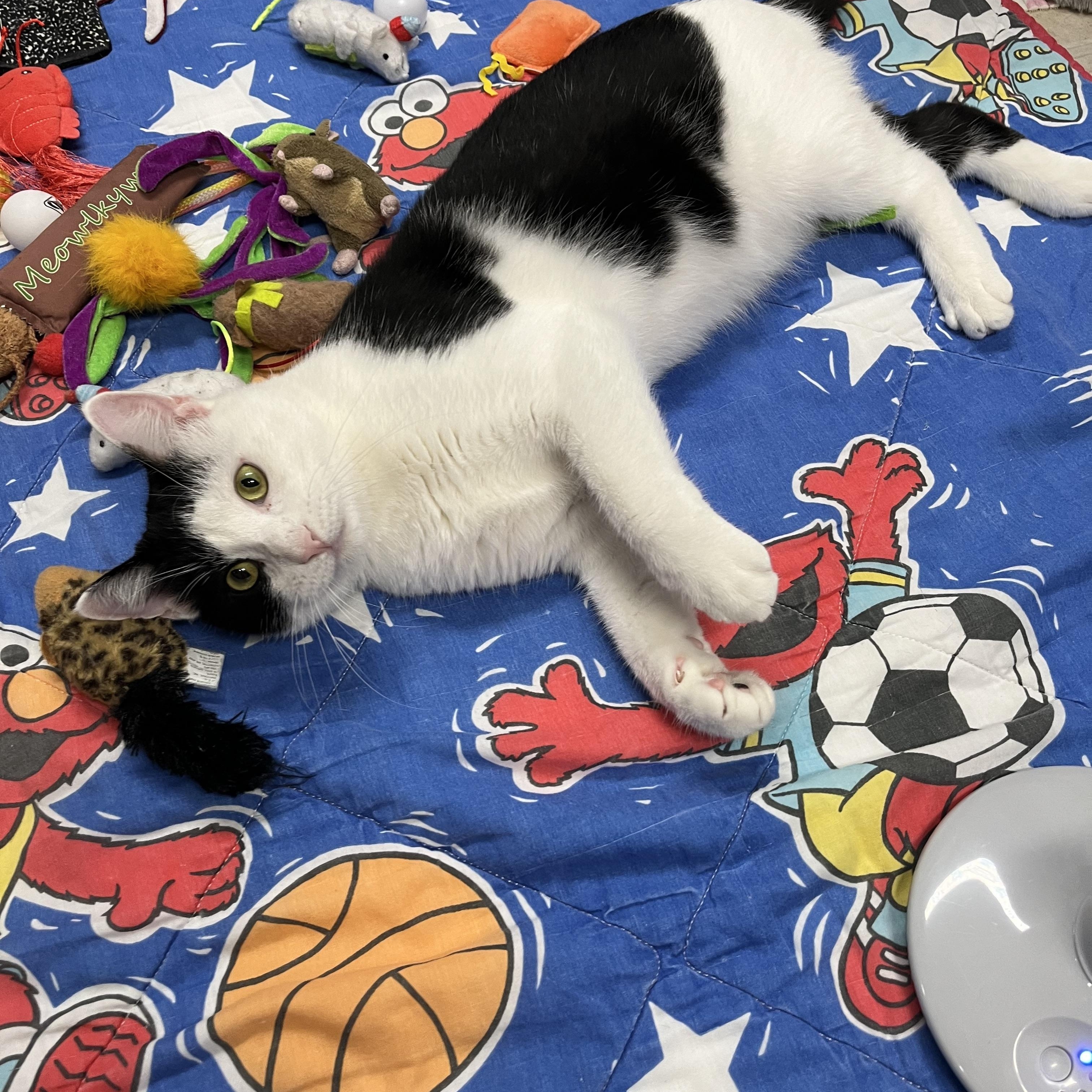 Enlarge Ace, a ADOPTABLE Domestic Short Hair in Belleville, NJ image 3/3