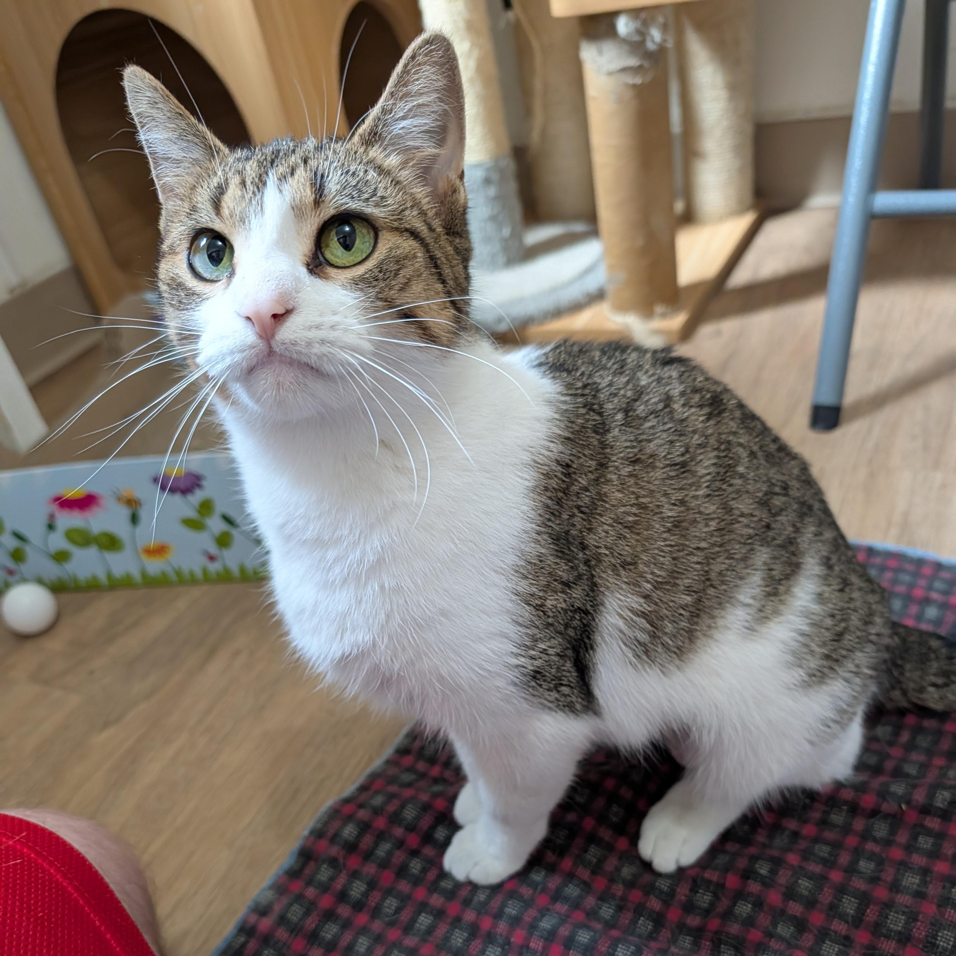 Enlarge Gabby, a Adoptable Domestic Short Hair in Manistique, MI image 4/4