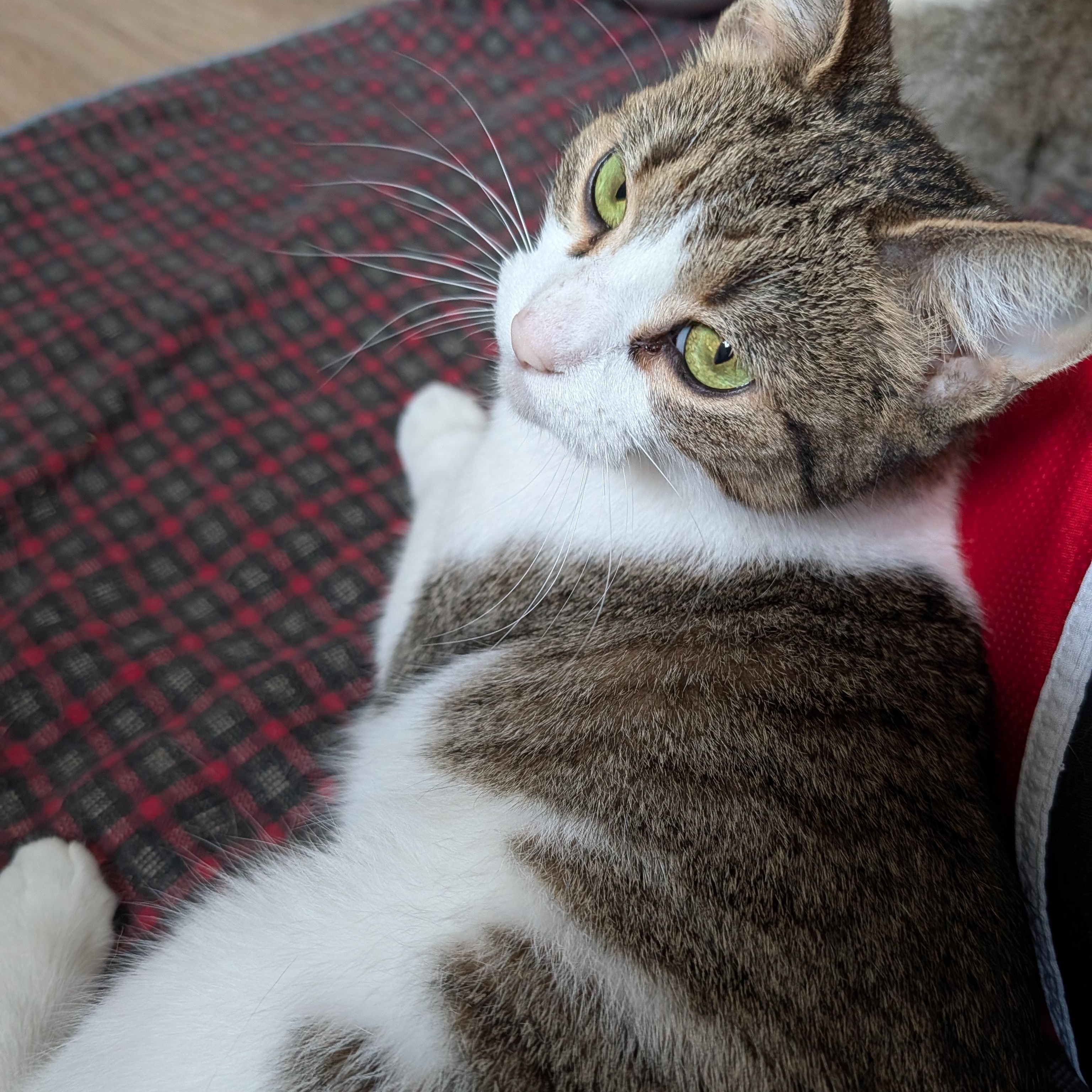 Enlarge Gabby, a Adoptable Domestic Short Hair in Manistique, MI image 3/4