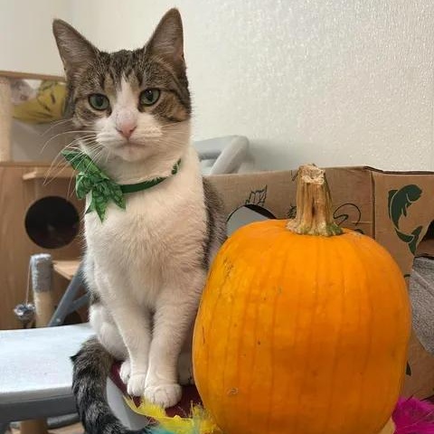 Gabby, Adoptable, Adult Female Domestic Short Hair.