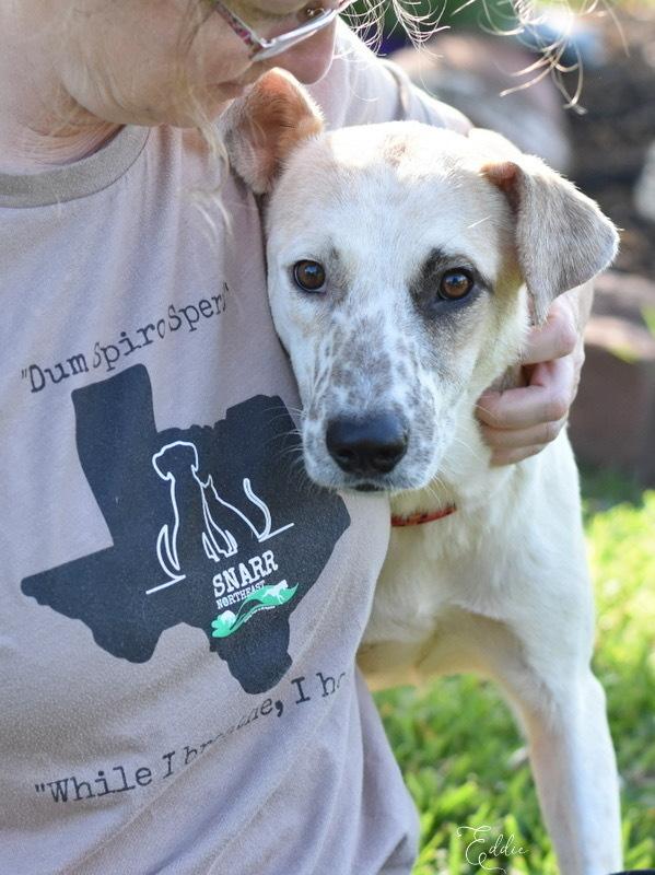 Enlarge Eddie, a Adoptable mixed breed in Brewster , NY image 1/6