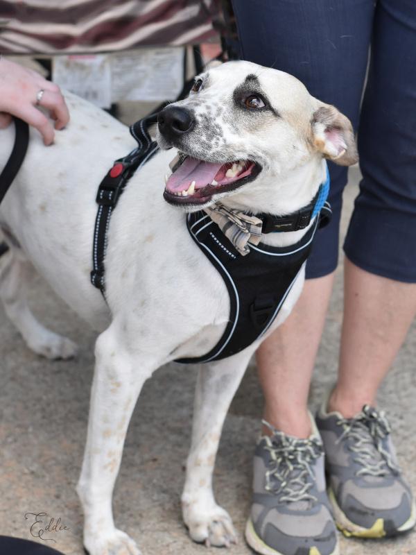 Enlarge Eddie, a Adoptable mixed breed in Brewster , NY image 2/6