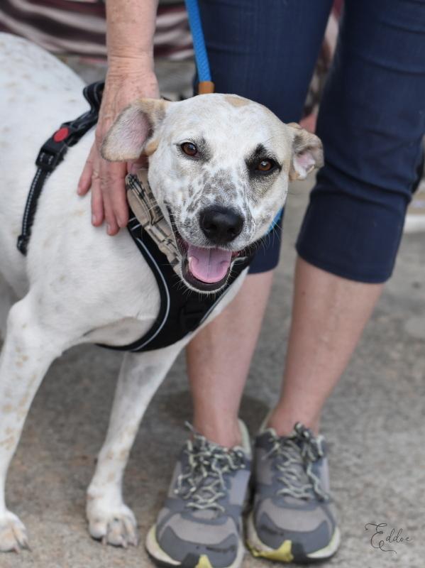 Enlarge Eddie, a Adoptable mixed breed in Brewster , NY image 3/6