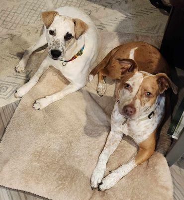 Enlarge Eddie, a Adoptable mixed breed in Brewster , NY image 4/6