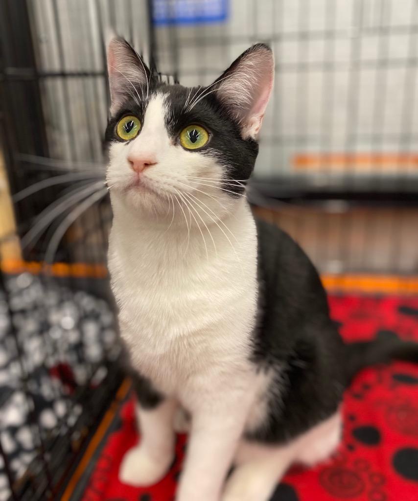 Runway, Adoptable, Young Male Domestic Short Hair.