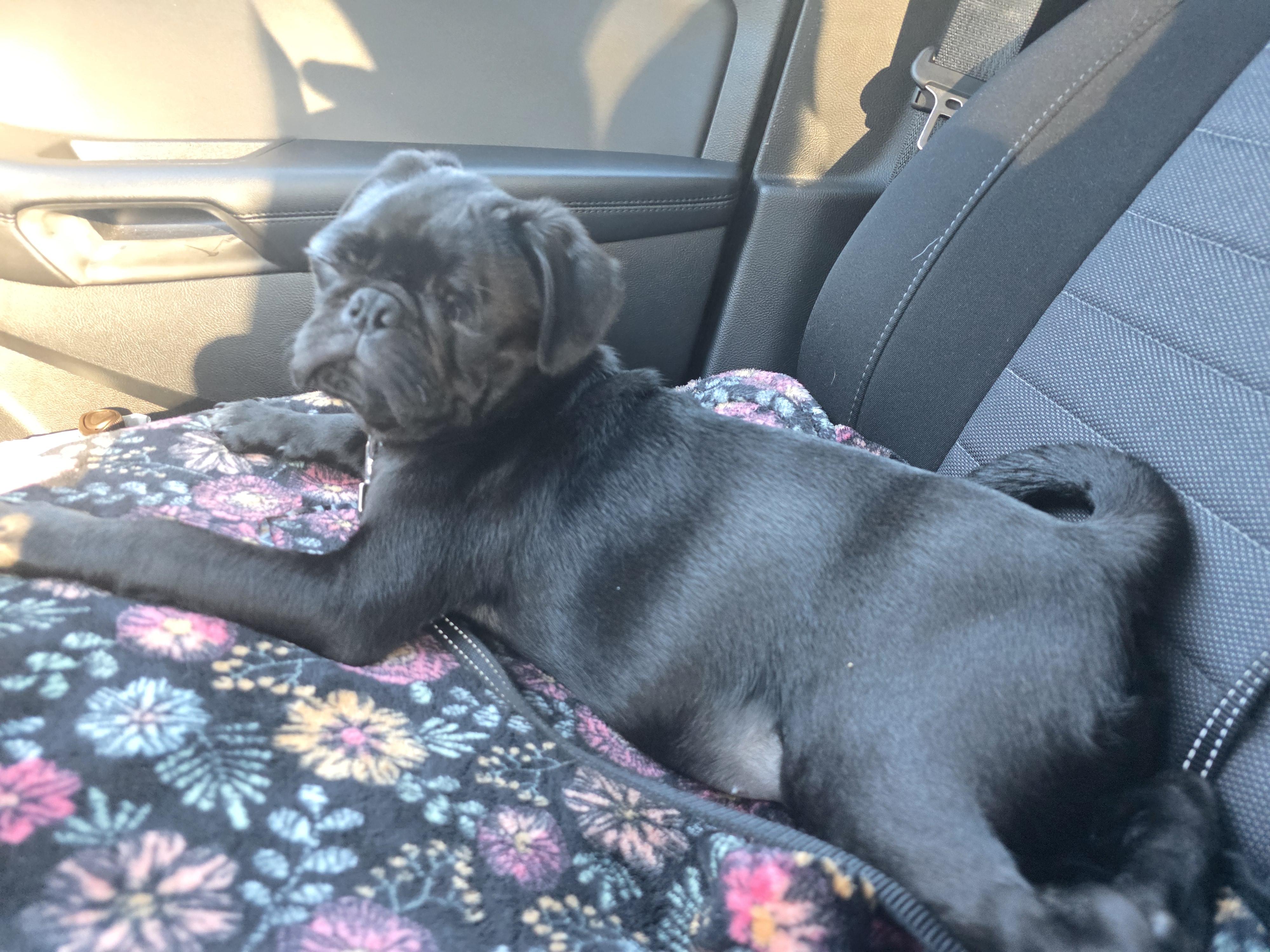 Enlarge Uno, a ADOPTABLE Pug in Puyallup, WA image 2/3