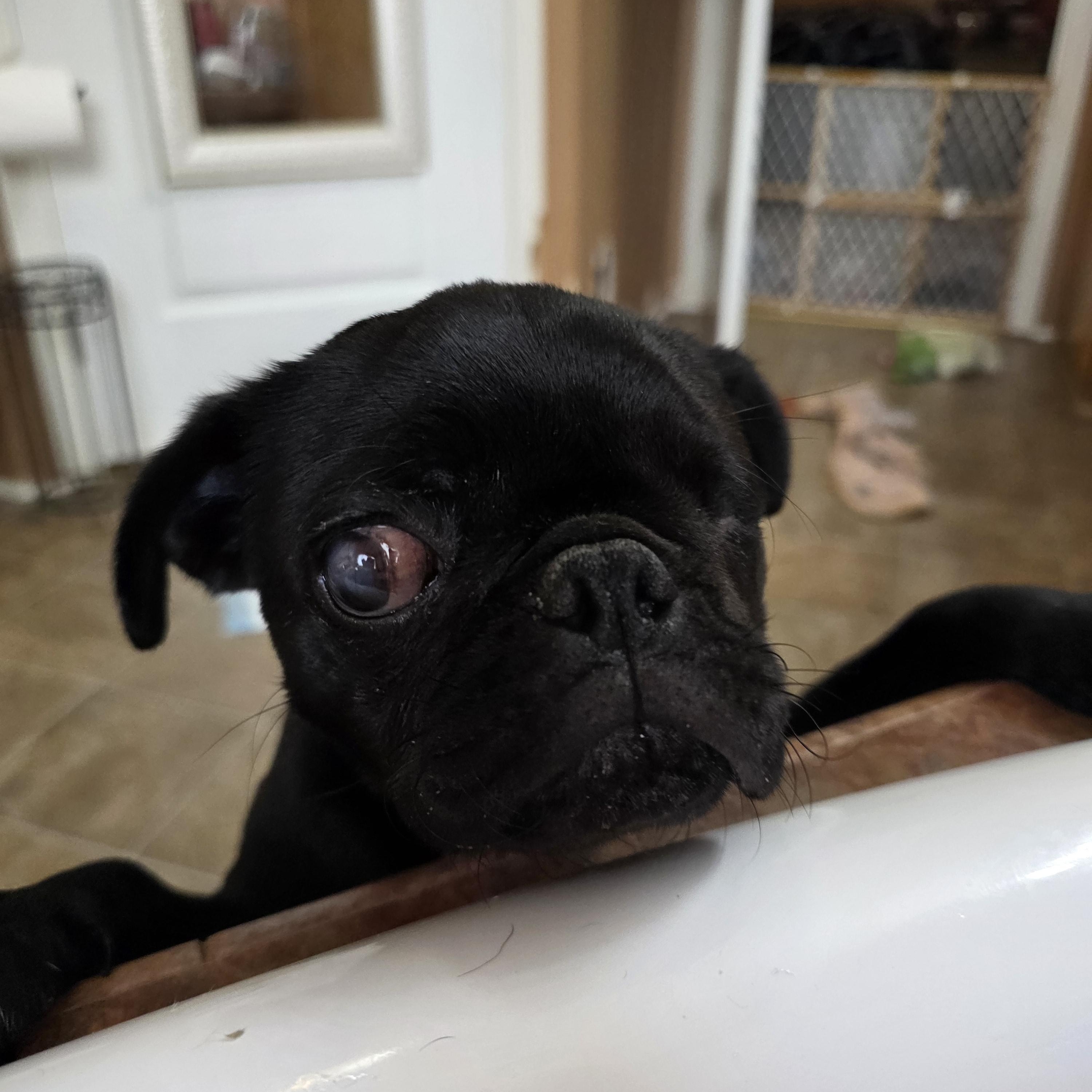 Enlarge Uno, a ADOPTABLE Pug in Puyallup, WA image 3/3