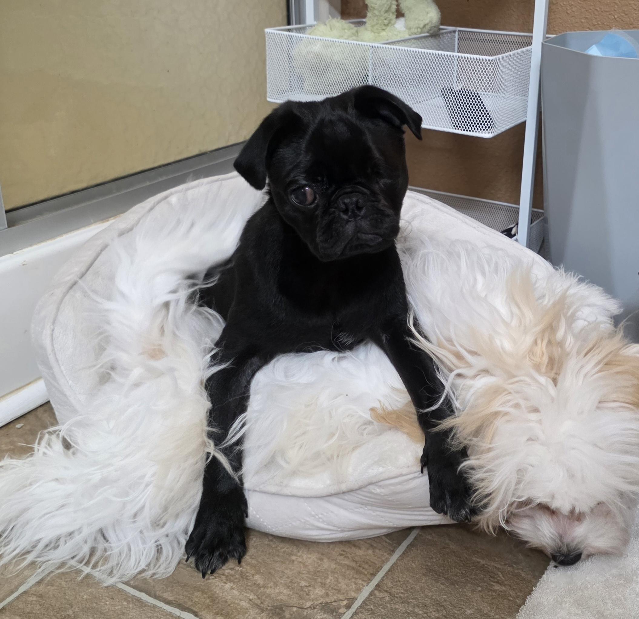 Enlarge Uno, a ADOPTABLE Pug in Puyallup, WA image 1/3