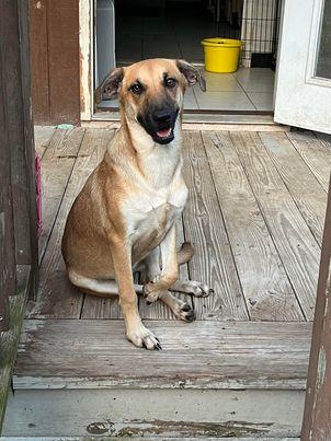River, Adoptable, Young Female Hound & Shepherd.