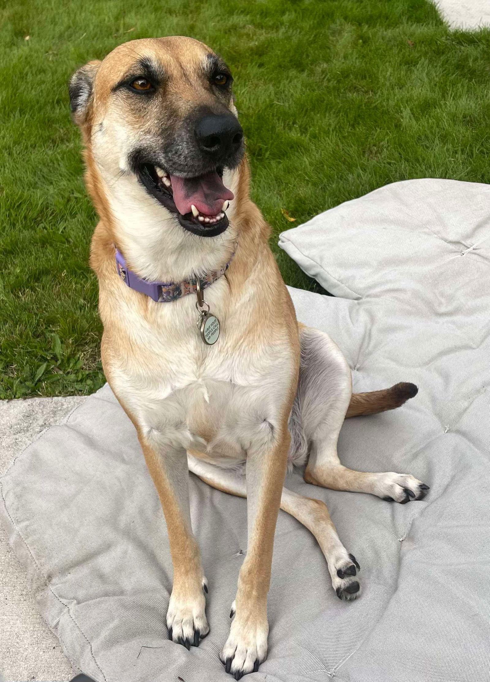 River, a Adoptable mixed breed in Hawkestone, ON image 2/3