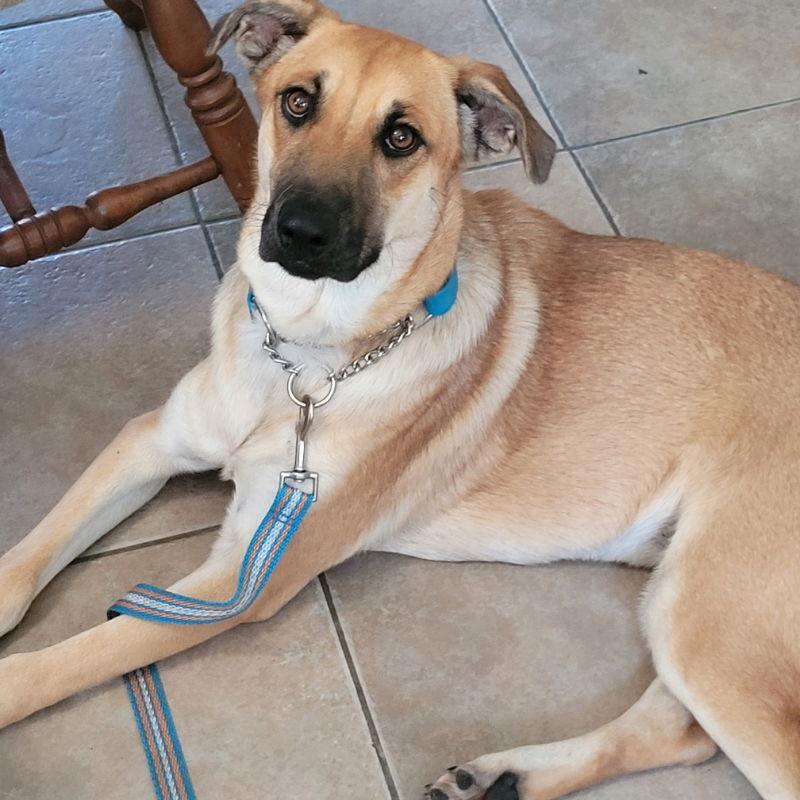 River, a Adoptable mixed breed in Hawkestone, ON image 3/3