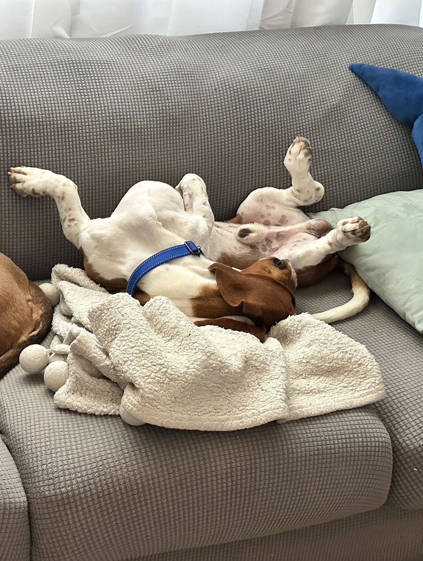 Buster, Adoptable, Adult Male Basset Hound.